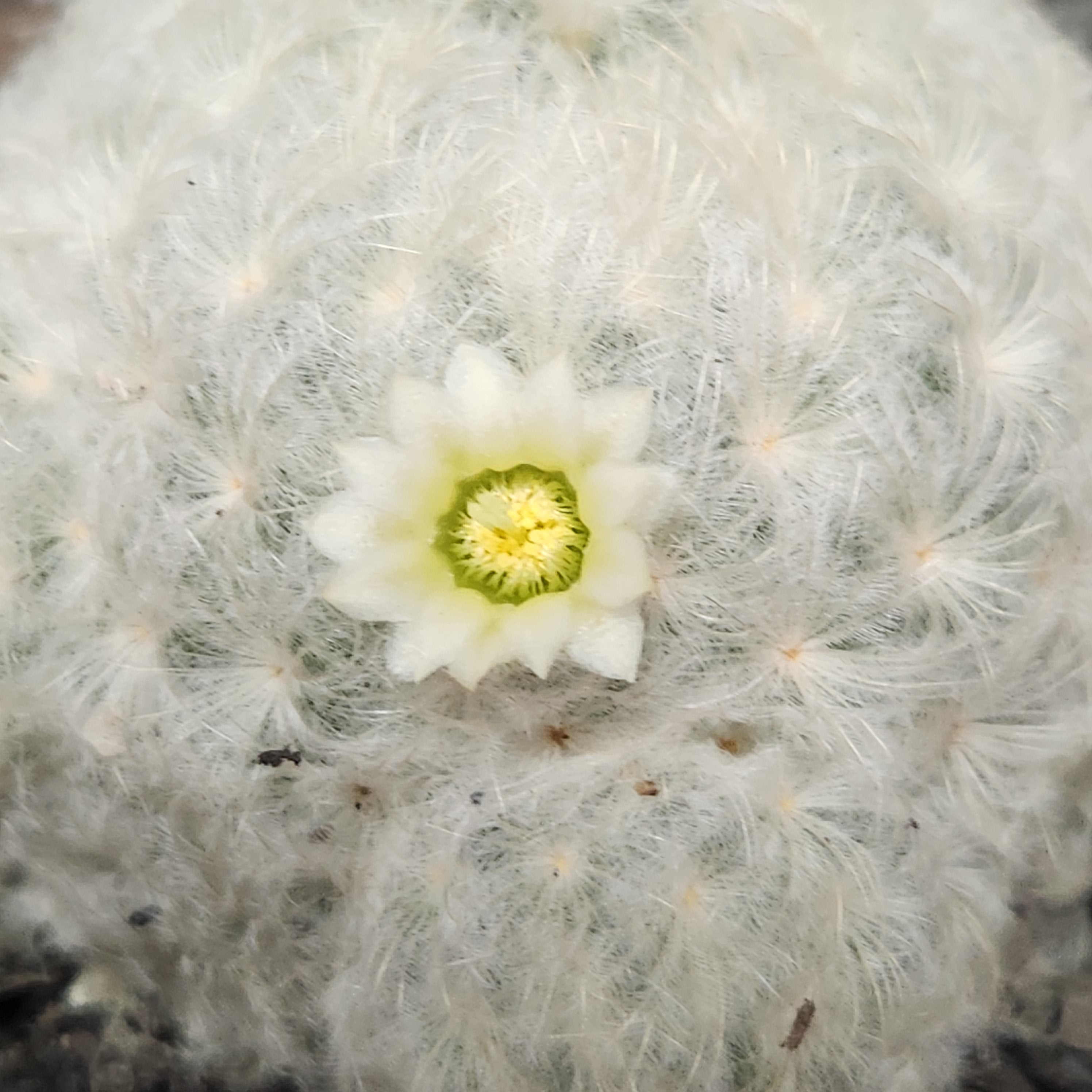 MAMMILLARIA PLUMOSA
