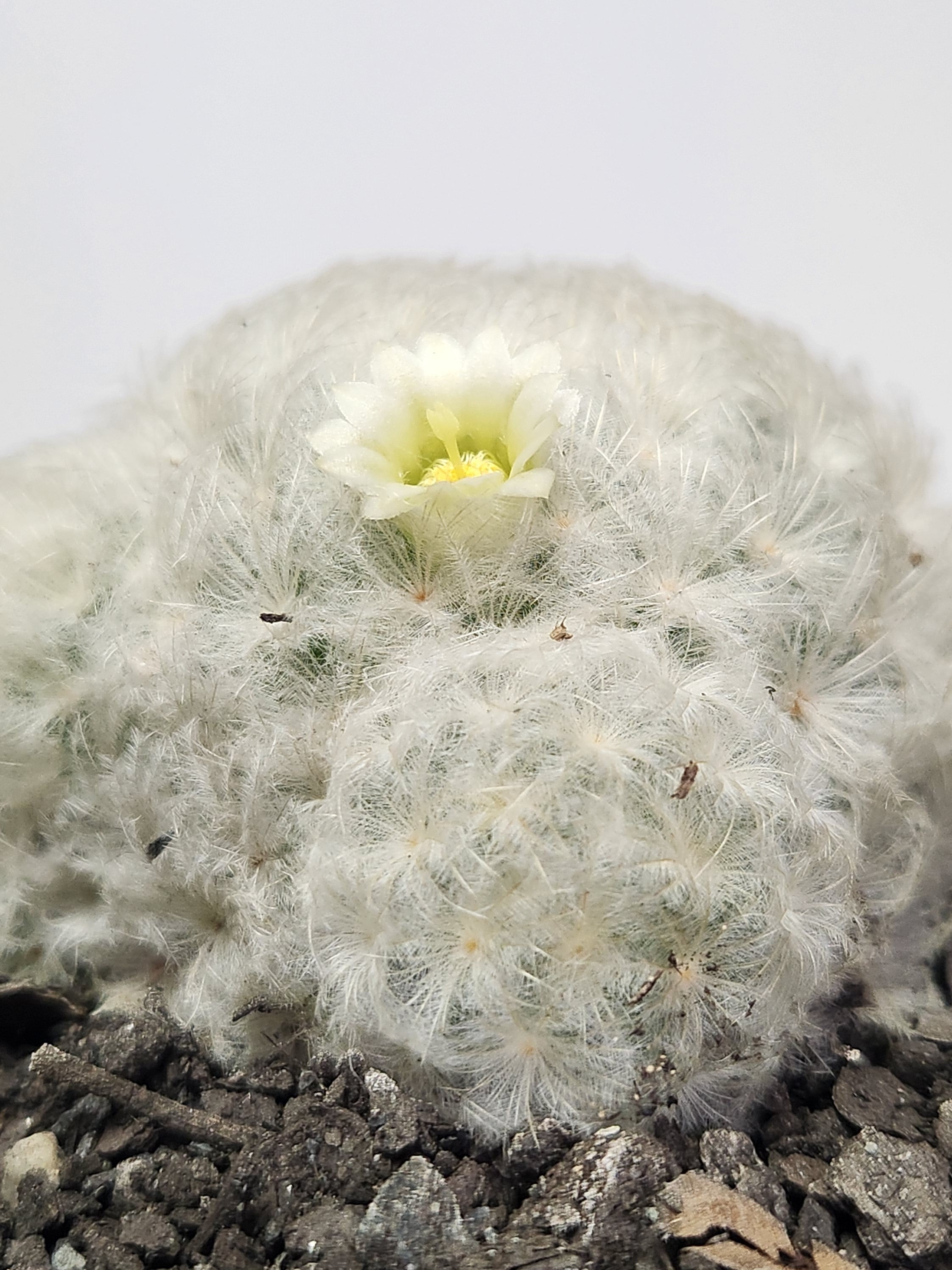 MAMMILLARIA PLUMOSA