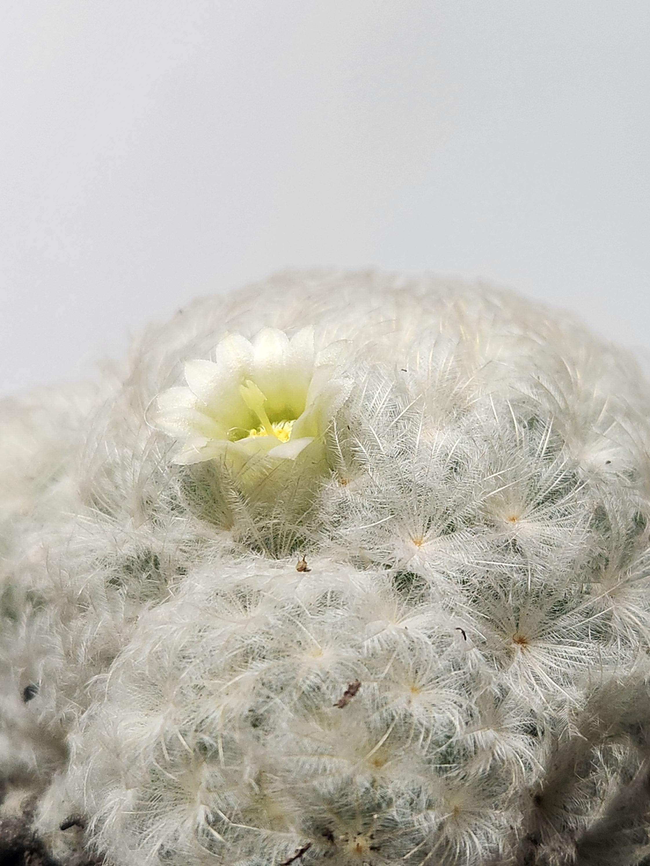 MAMMILLARIA PLUMOSA