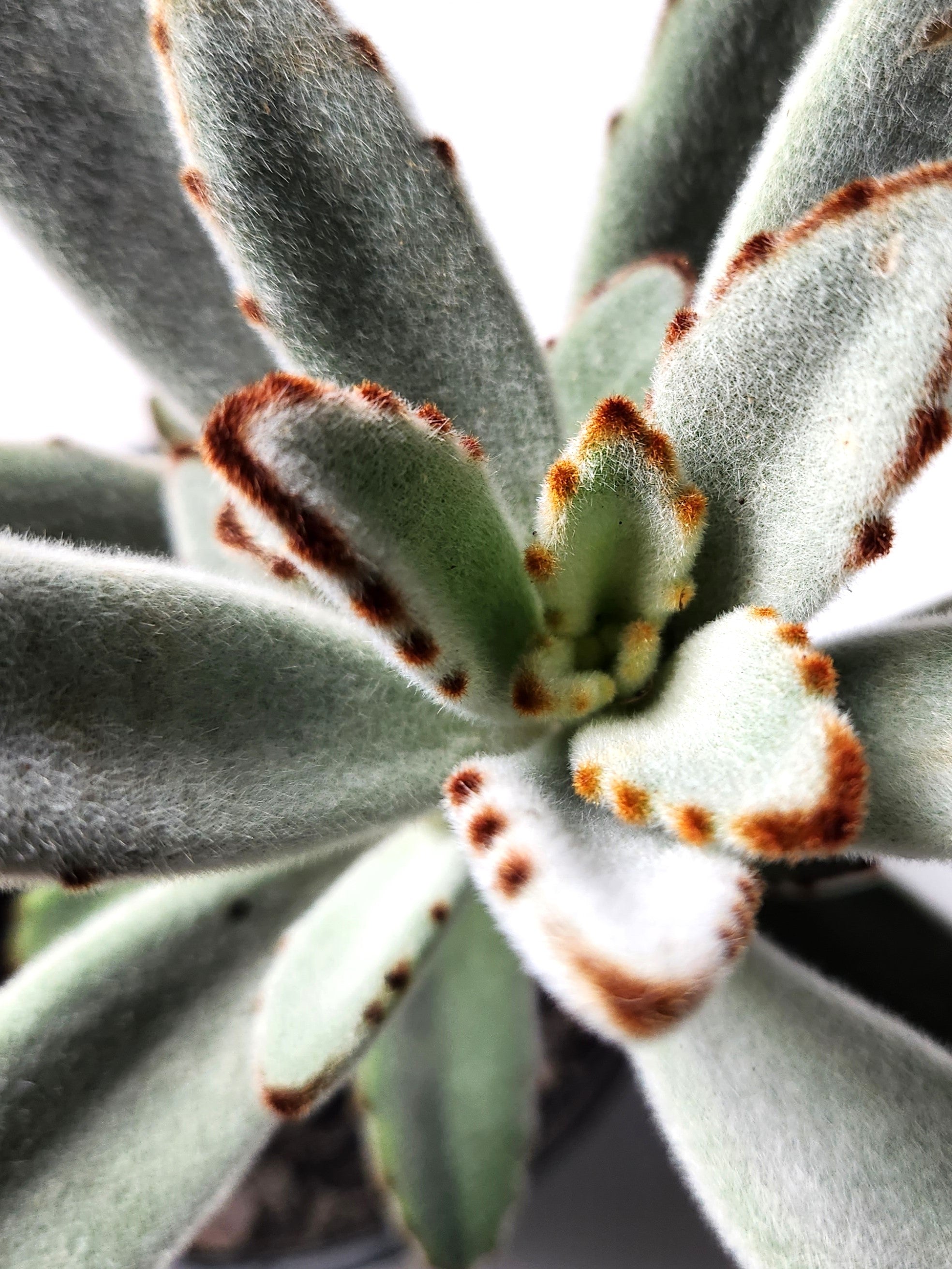 KALANCHOE TOMENTOSA