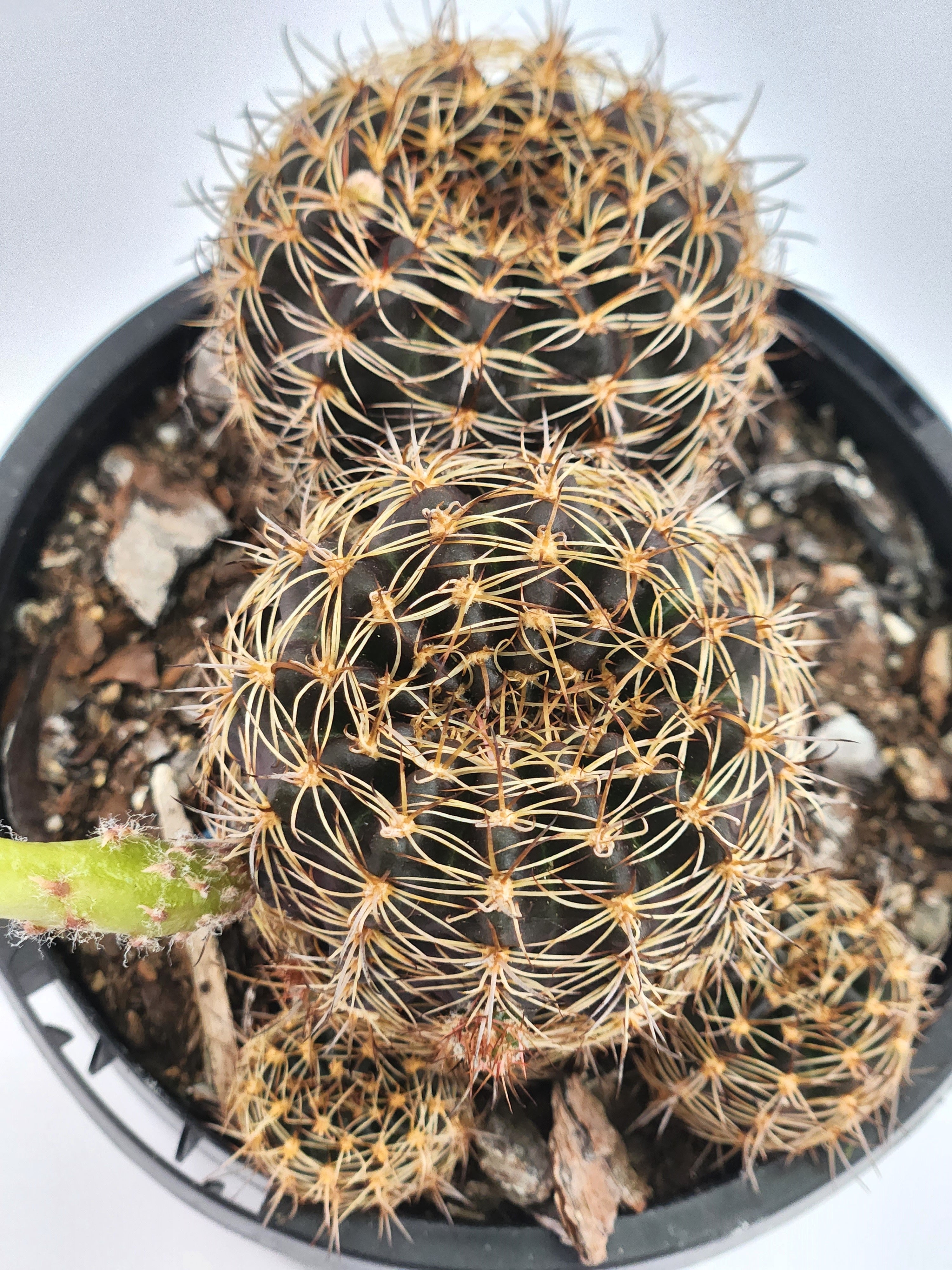 ECHINOPSIS ANCISTROPHORA SUBS. ARACHNACANTHA