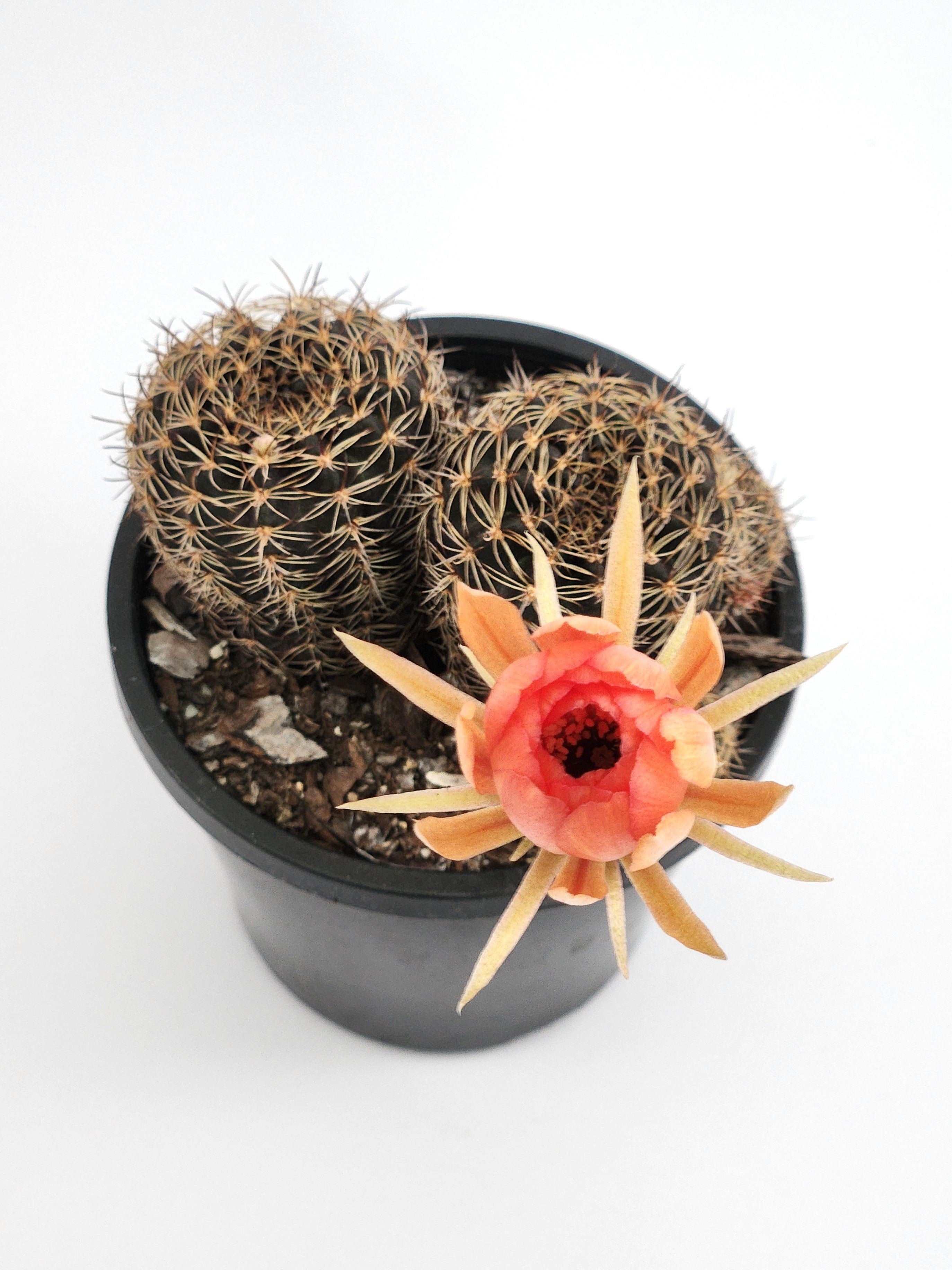 ECHINOPSIS ANCISTROPHORA SUBS. ARACHNACANTHA