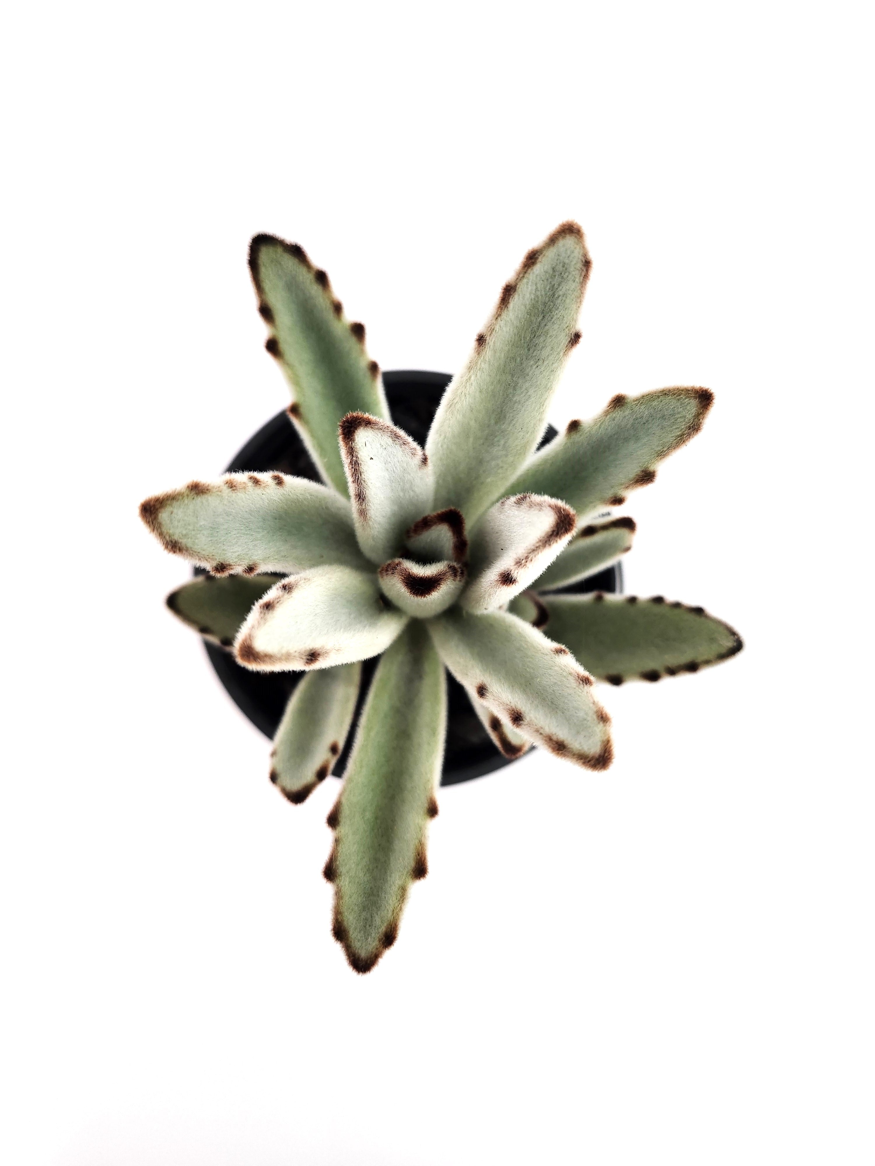 KALANCHOE TOMENTOSA