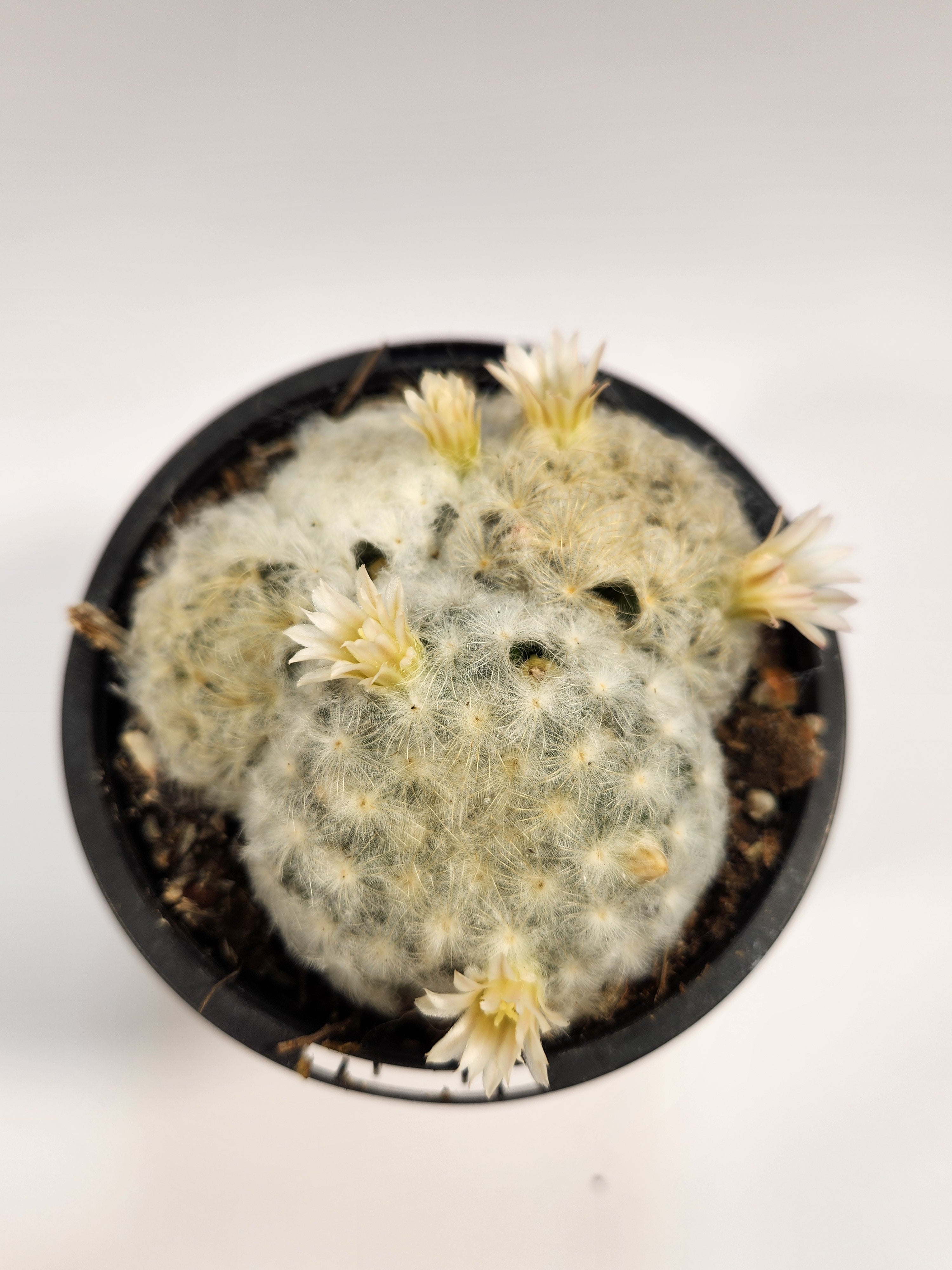 MAMMILLARIA PLUMOSA