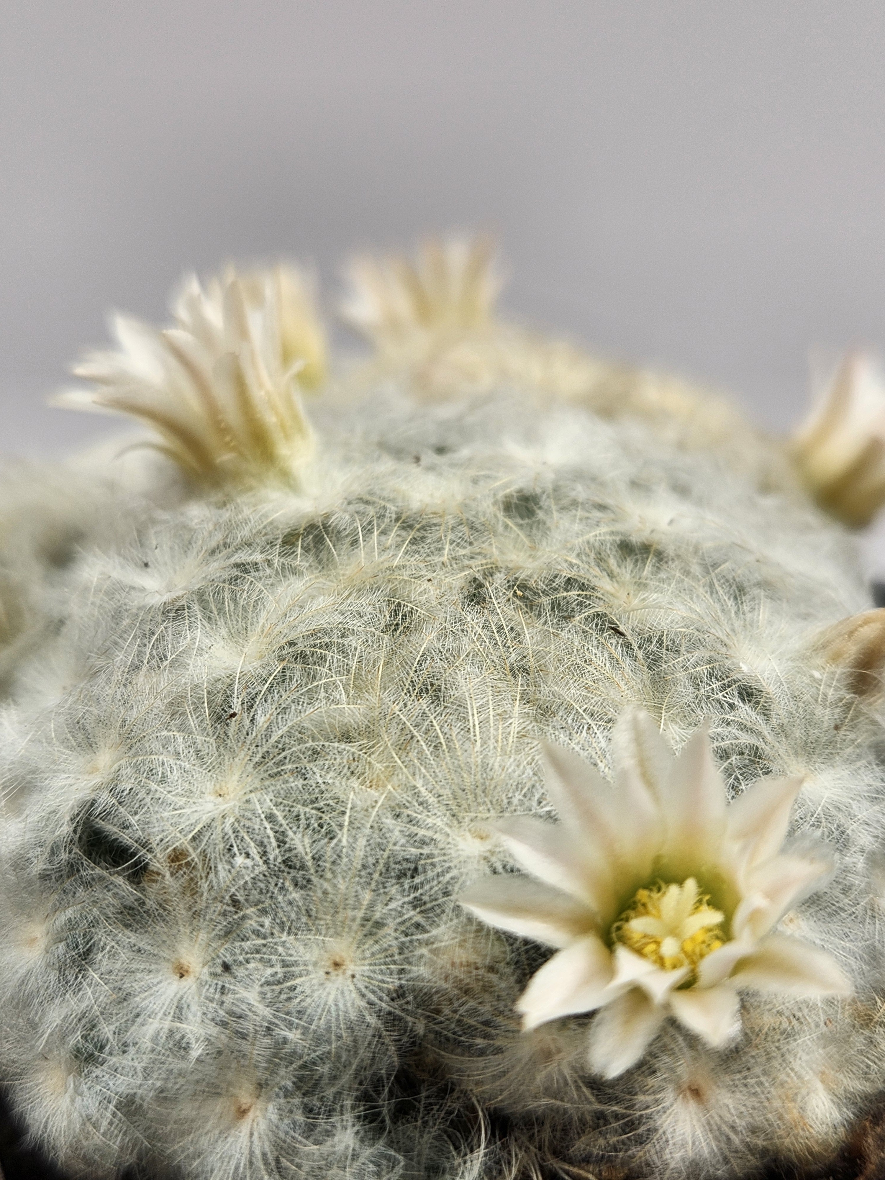 MAMMILLARIA PLUMOSA