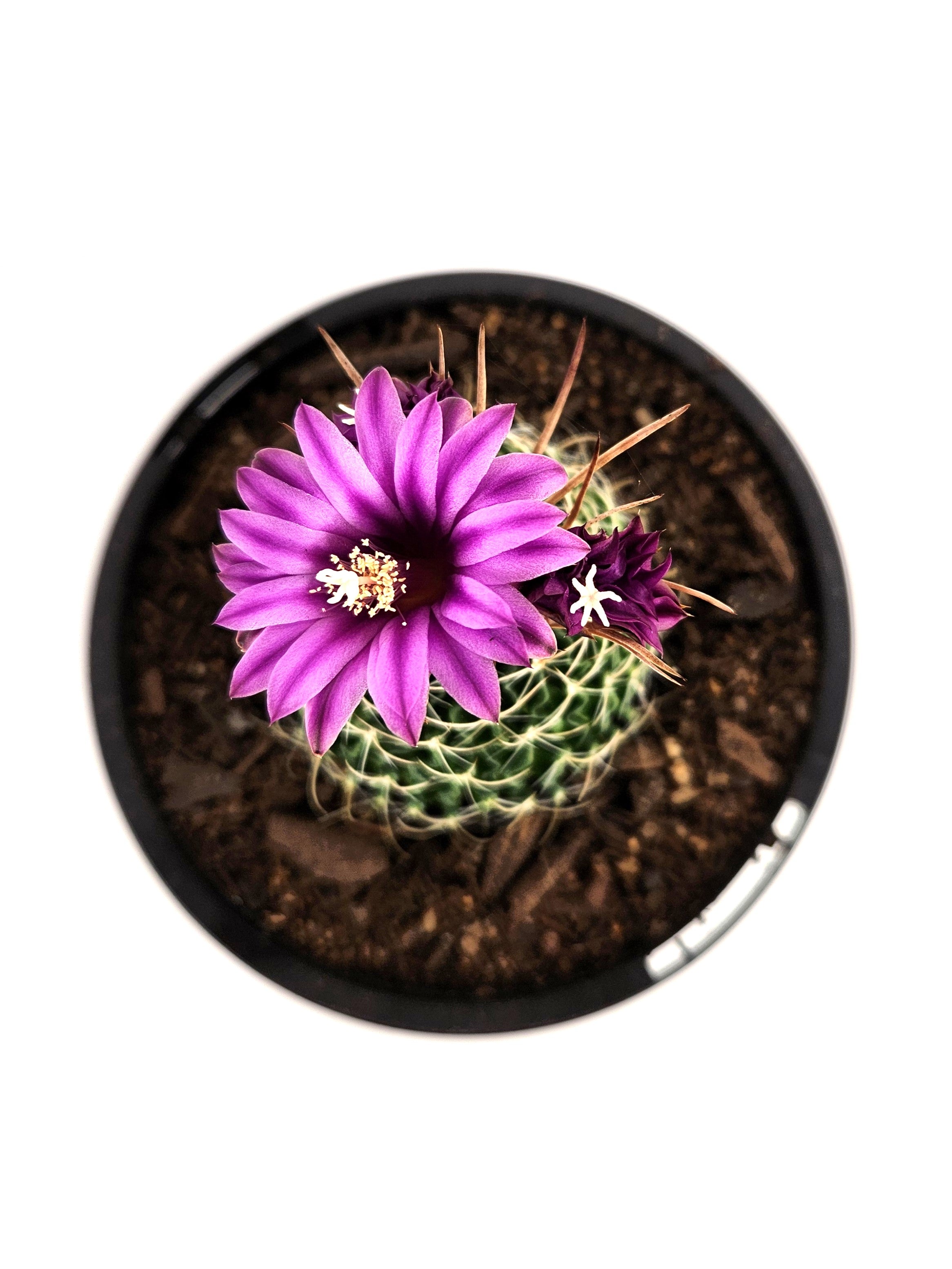 STENOCACTUS MULTICOSTATUS