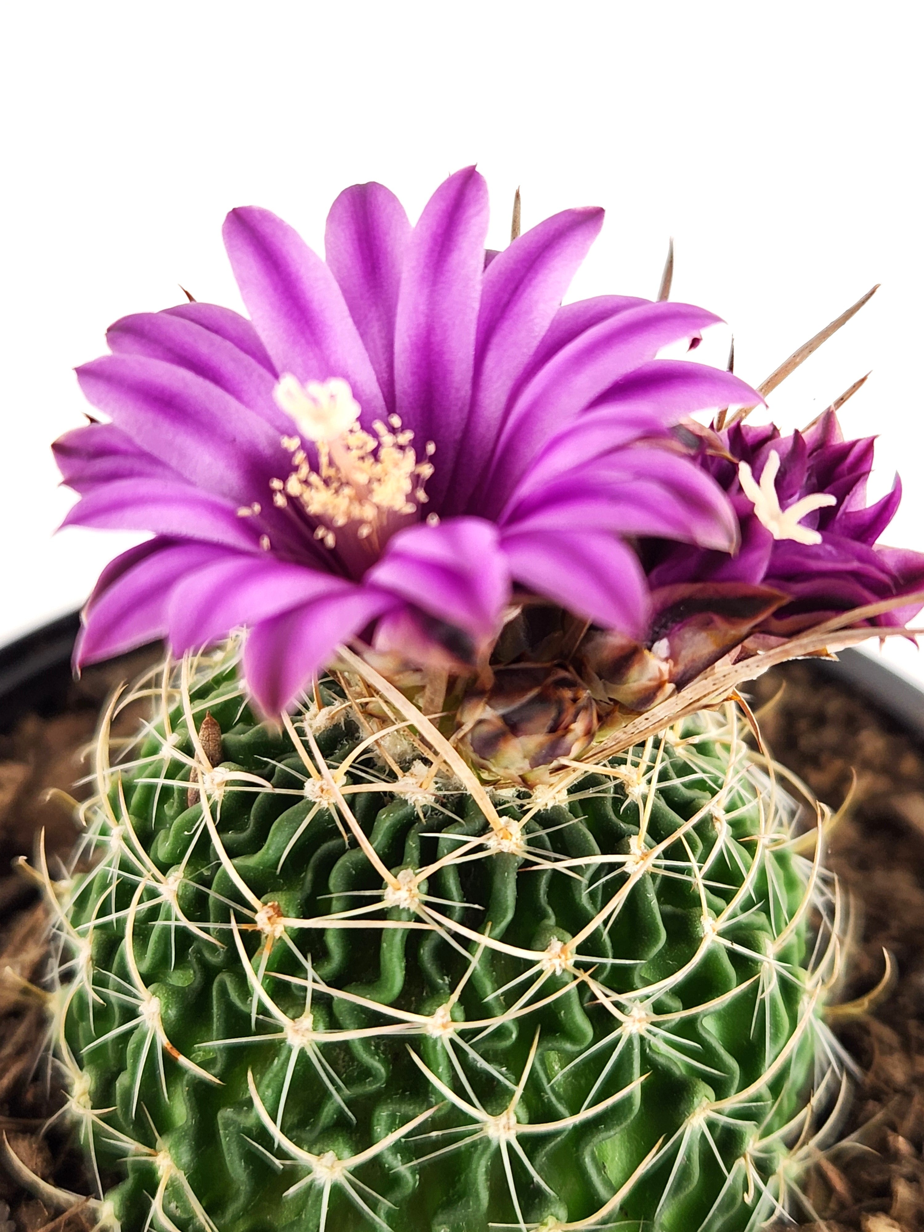 STENOCACTUS MULTICOSTATUS