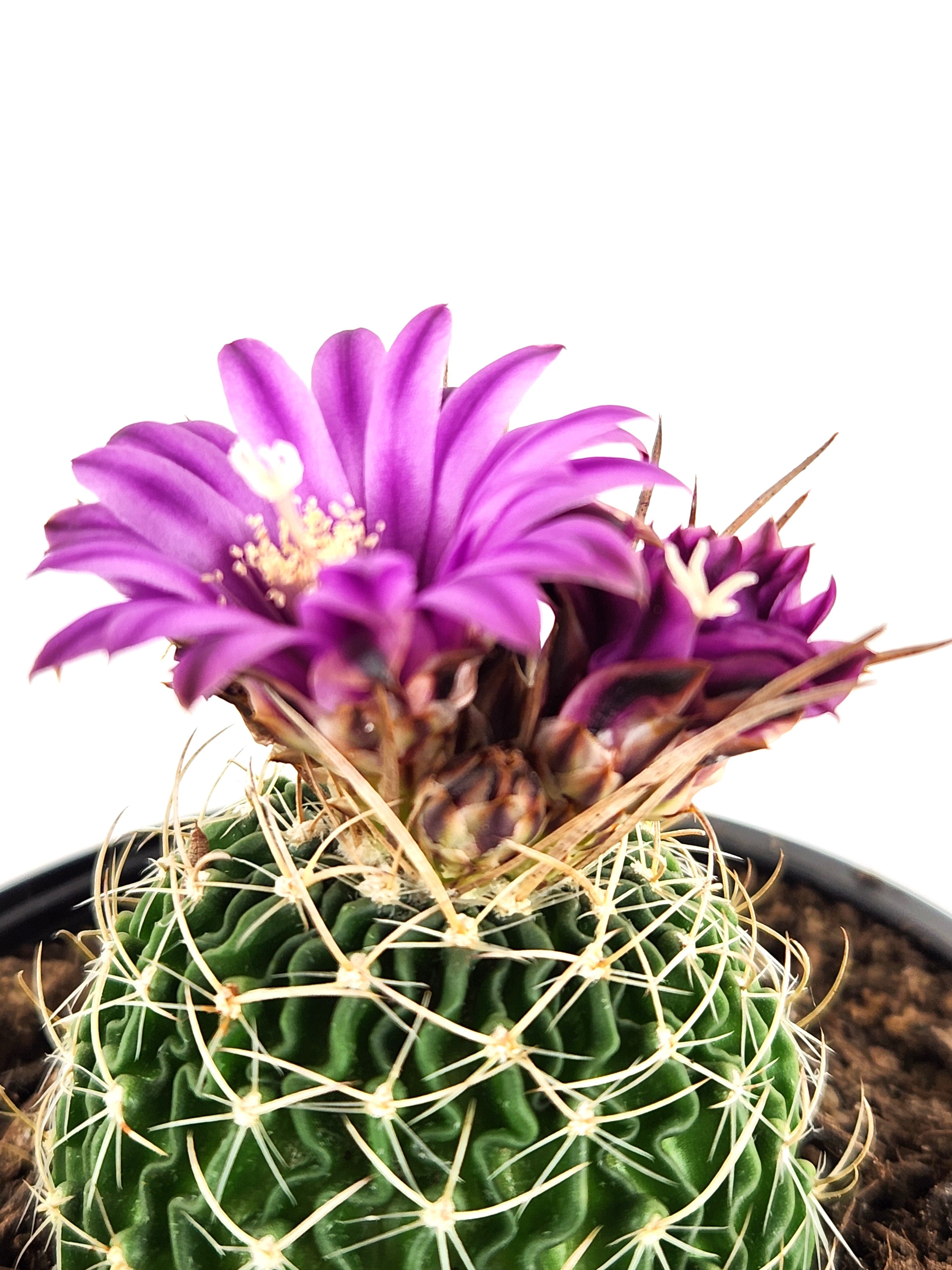 STENOCACTUS MULTICOSTATUS