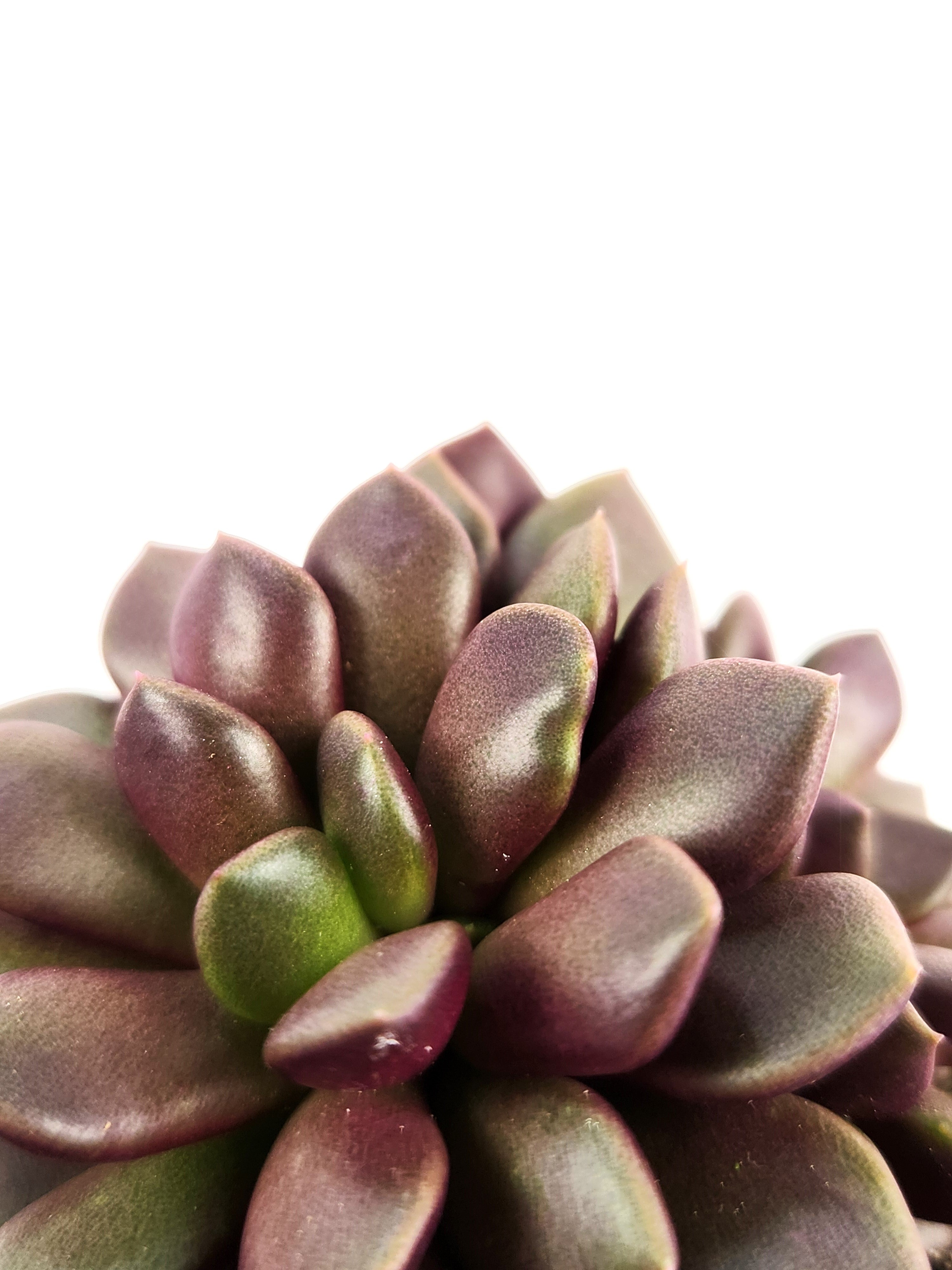 ANACAMPSEROS TELEPHIASTRUM