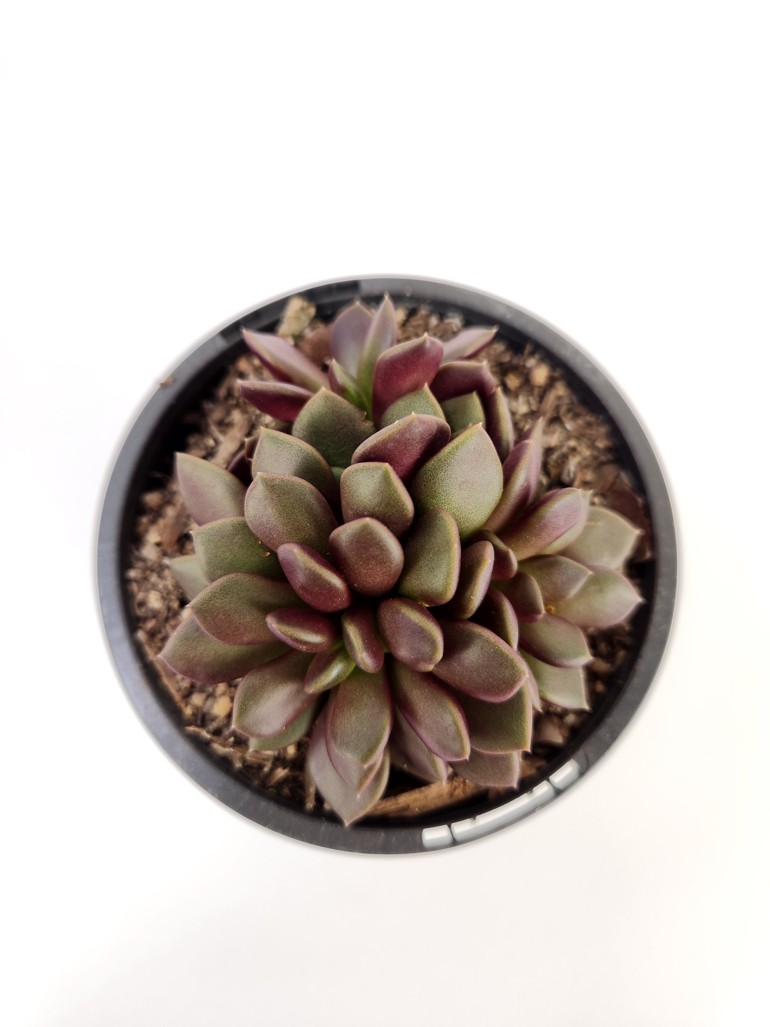 ANACAMPSEROS TELEPHIASTRUM