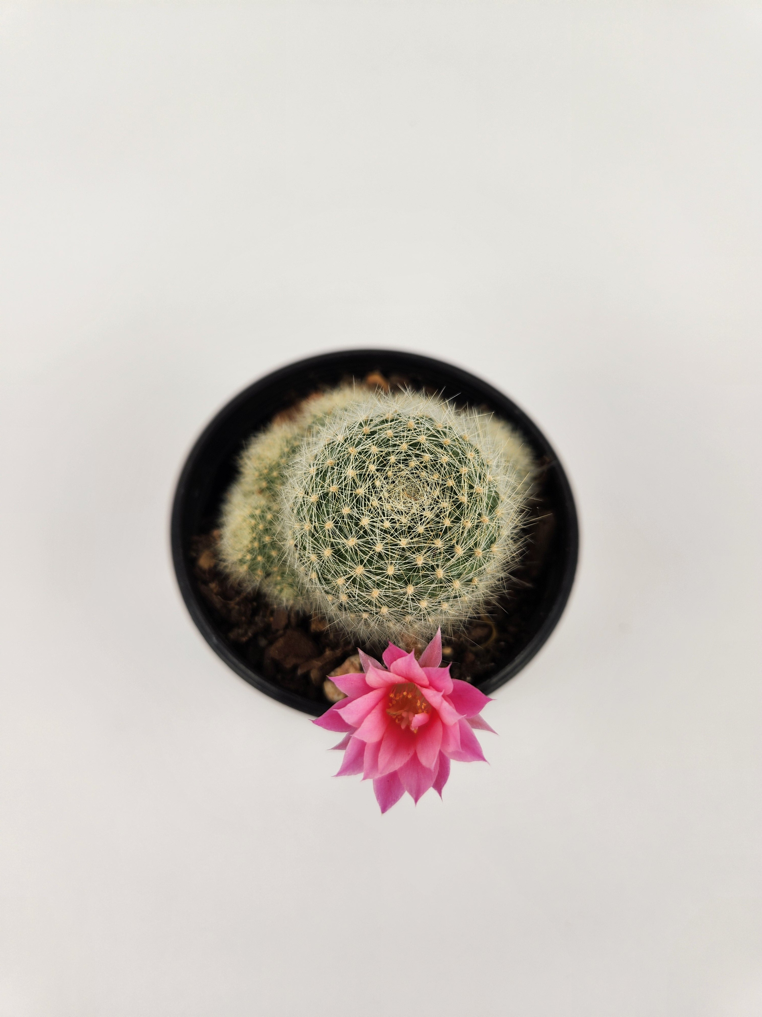REBUTIA CV. PINK SENSATION