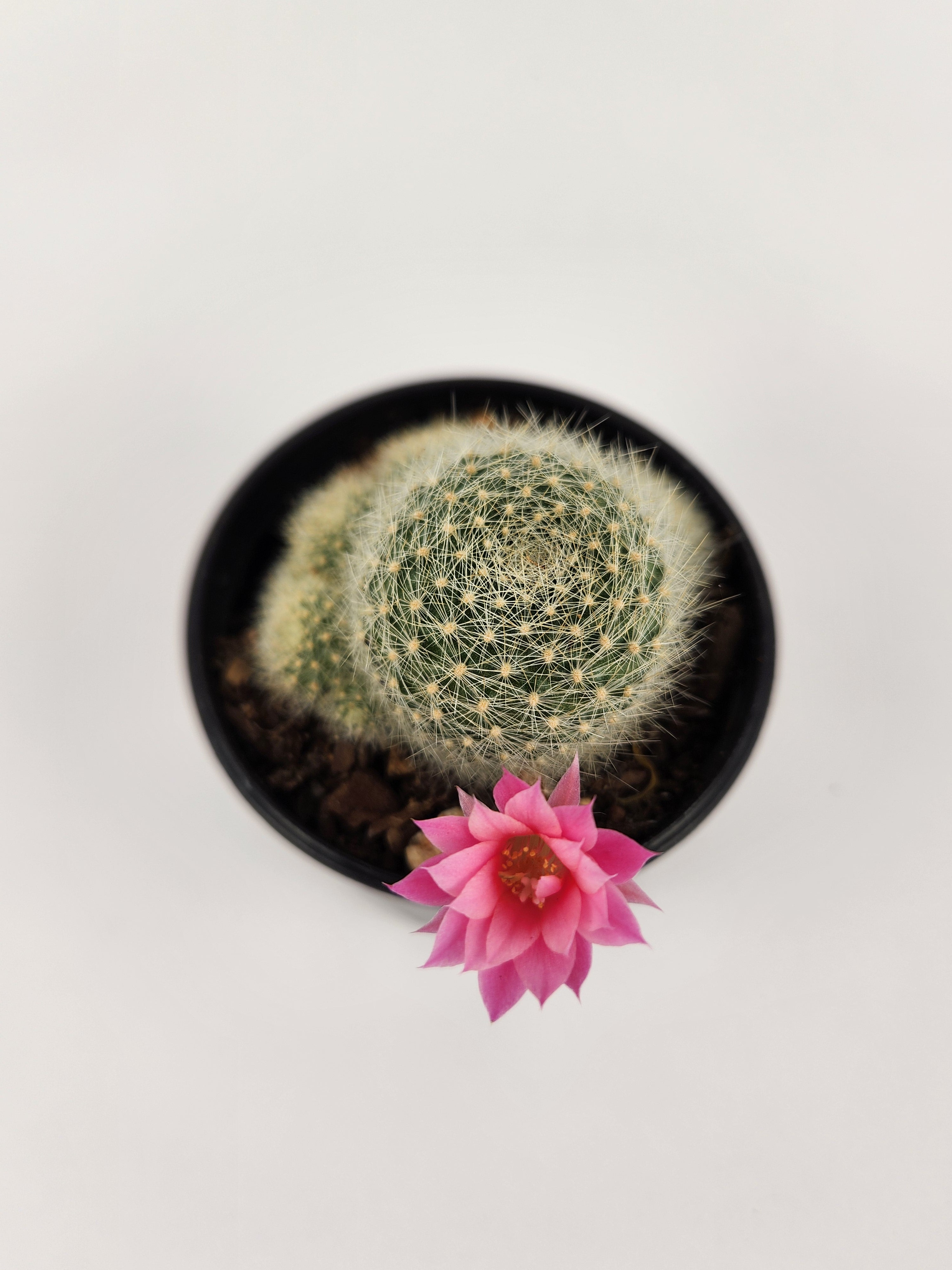 REBUTIA CV. PINK SENSATION