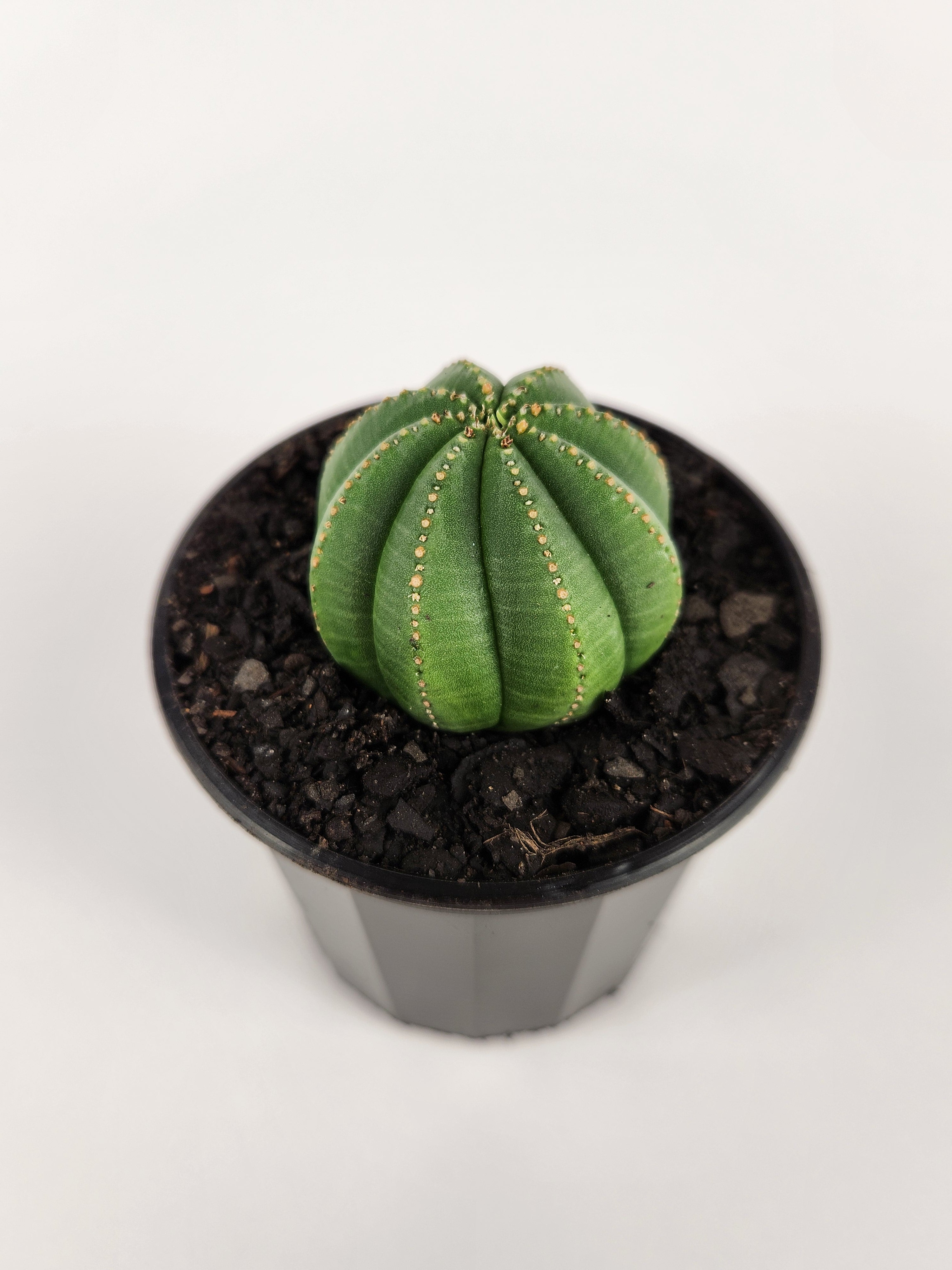 EUPHORBIA OBESA