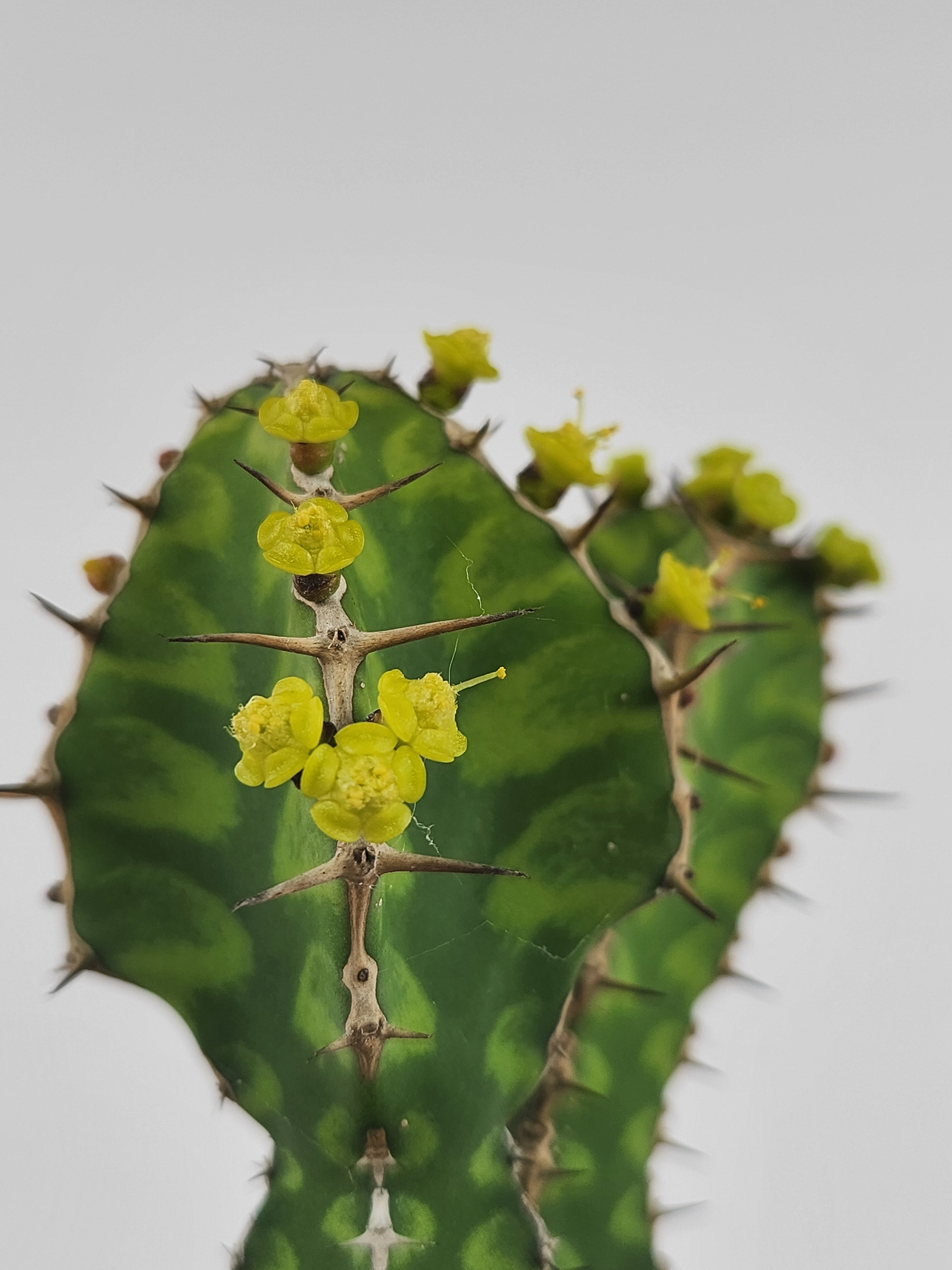 EUPHORBIA PSEUDOCACTUS "ZIG ZAG"