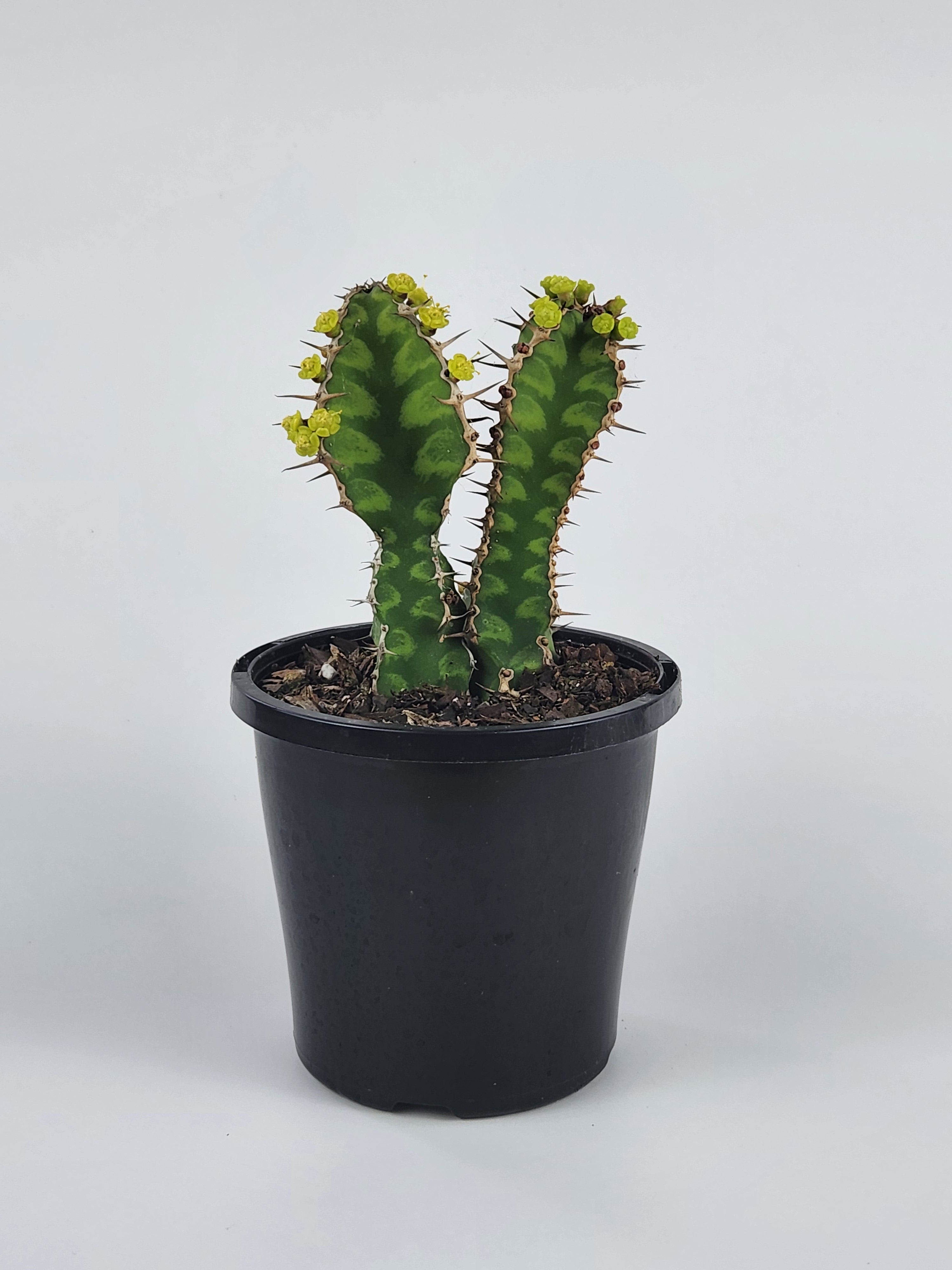 EUPHORBIA PSEUDOCACTUS "ZIG ZAG"