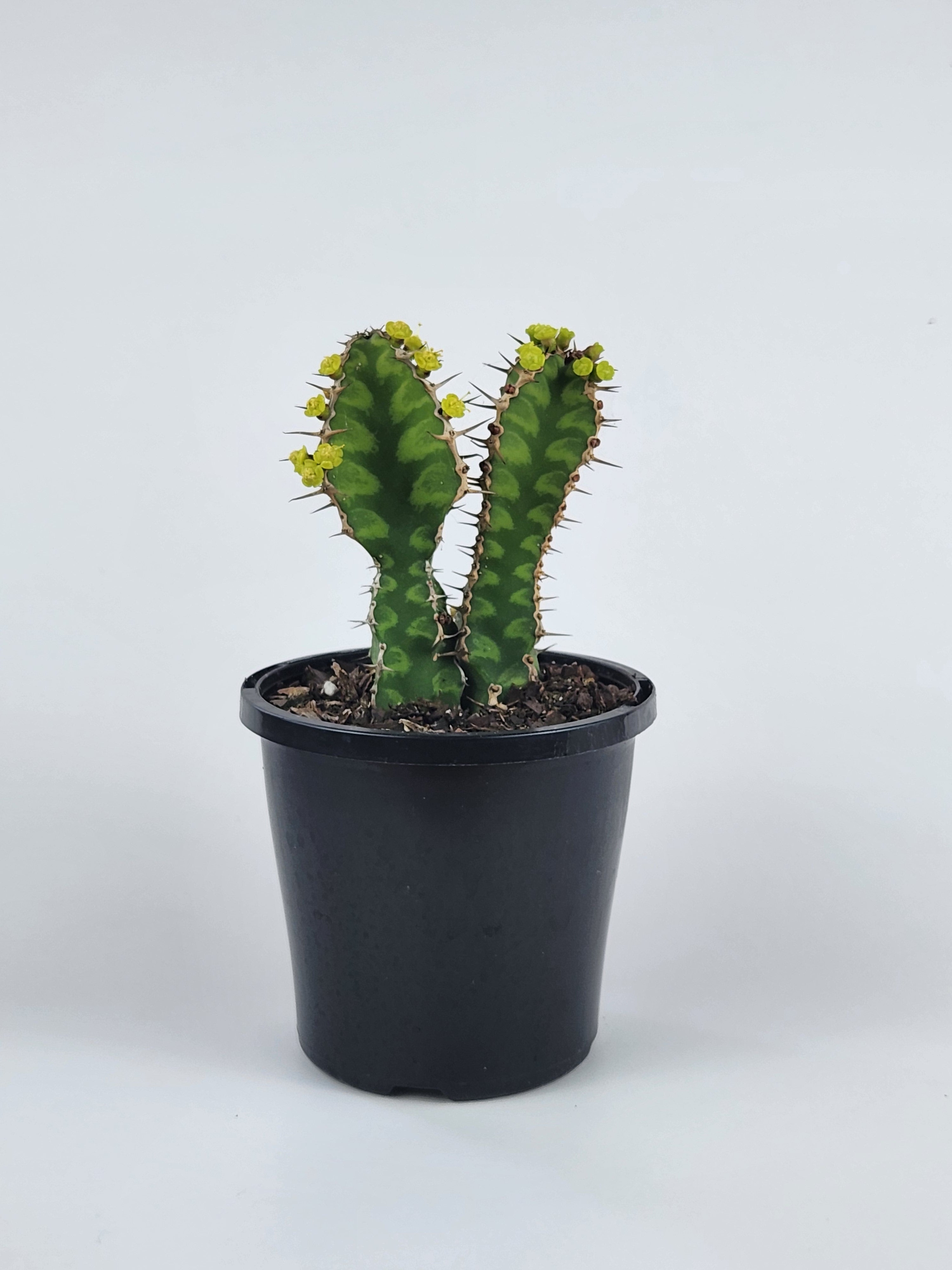 EUPHORBIA PSEUDOCACTUS "ZIG ZAG"
