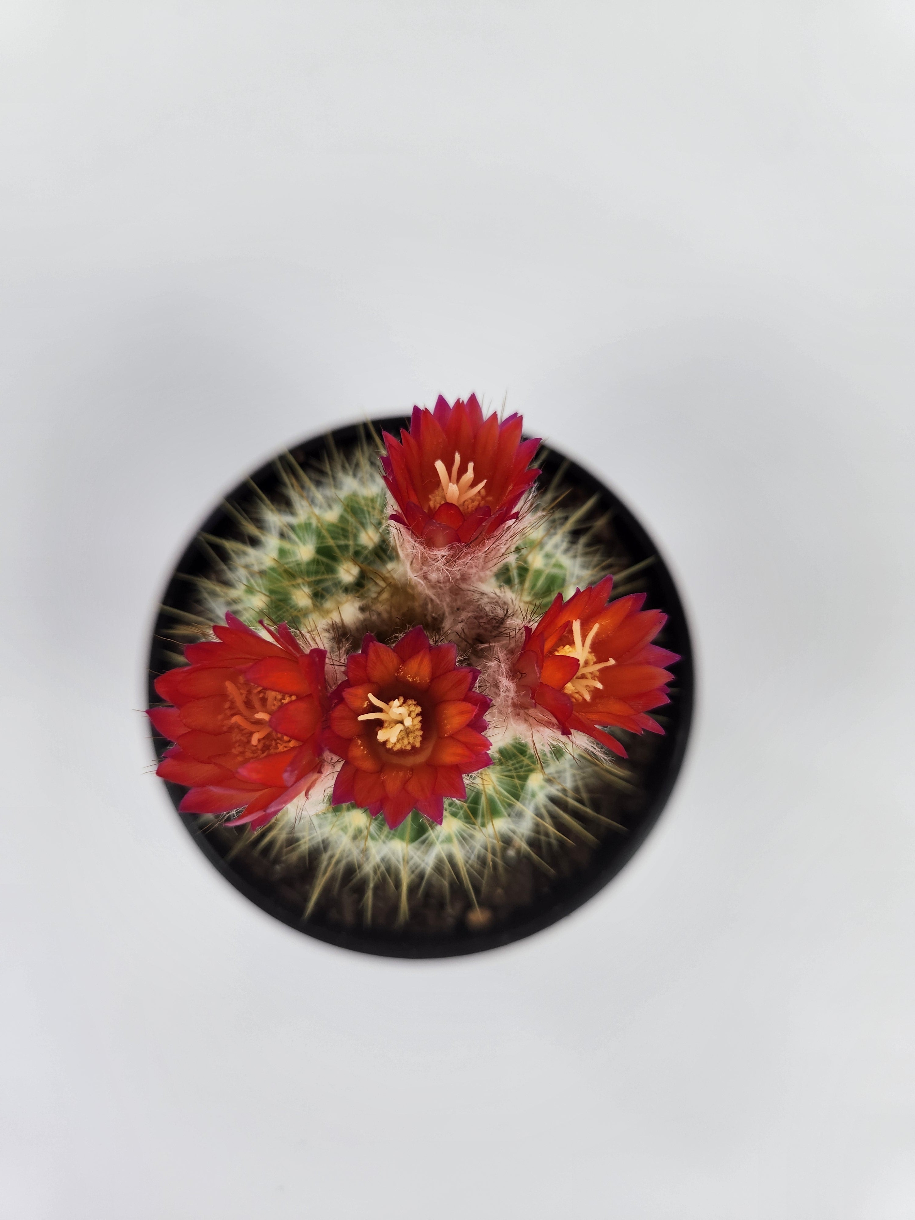 PARODIA PENICILLATA VAR. NIVOSA