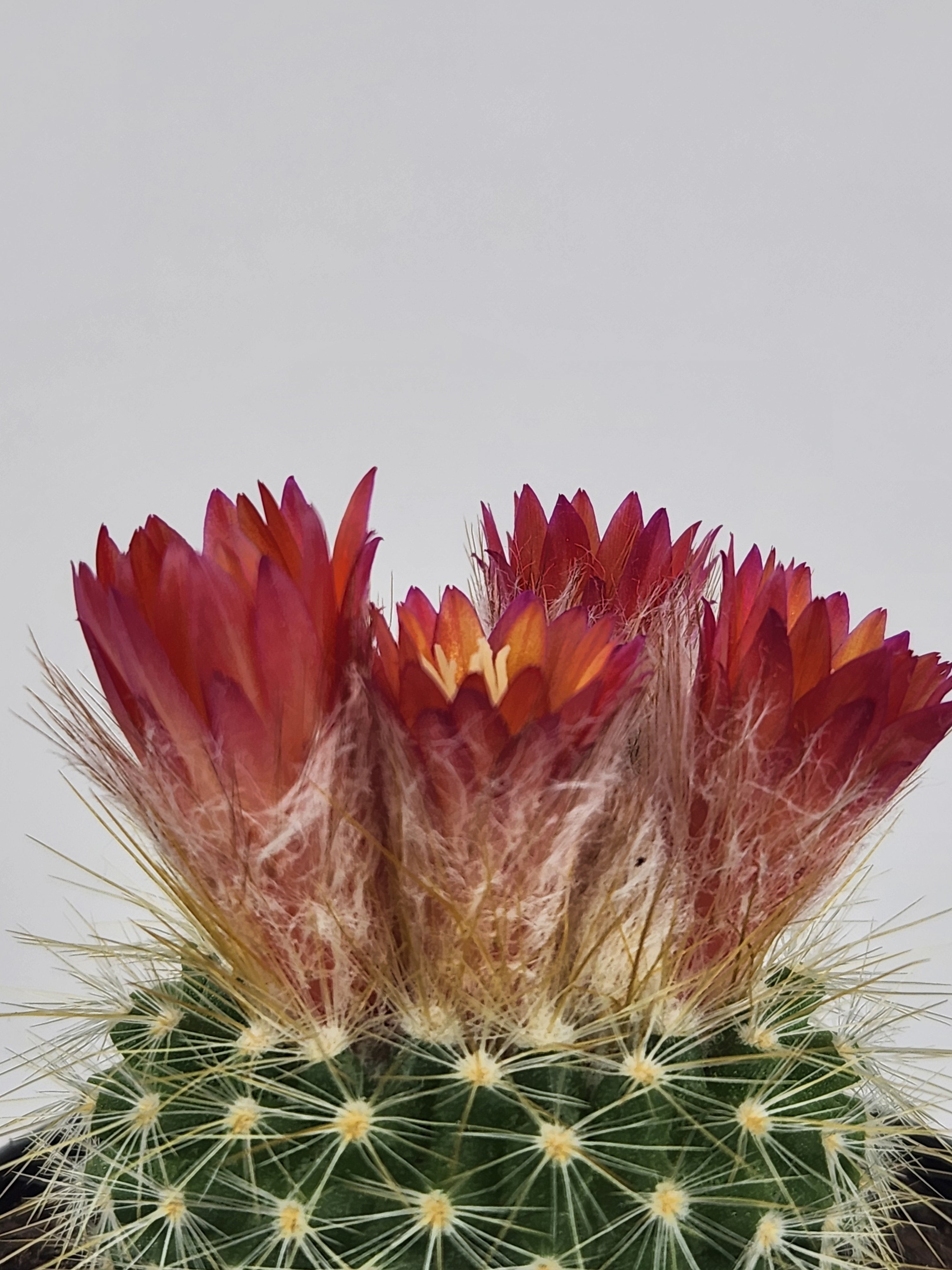 PARODIA PENICILLATA VAR. NIVOSA