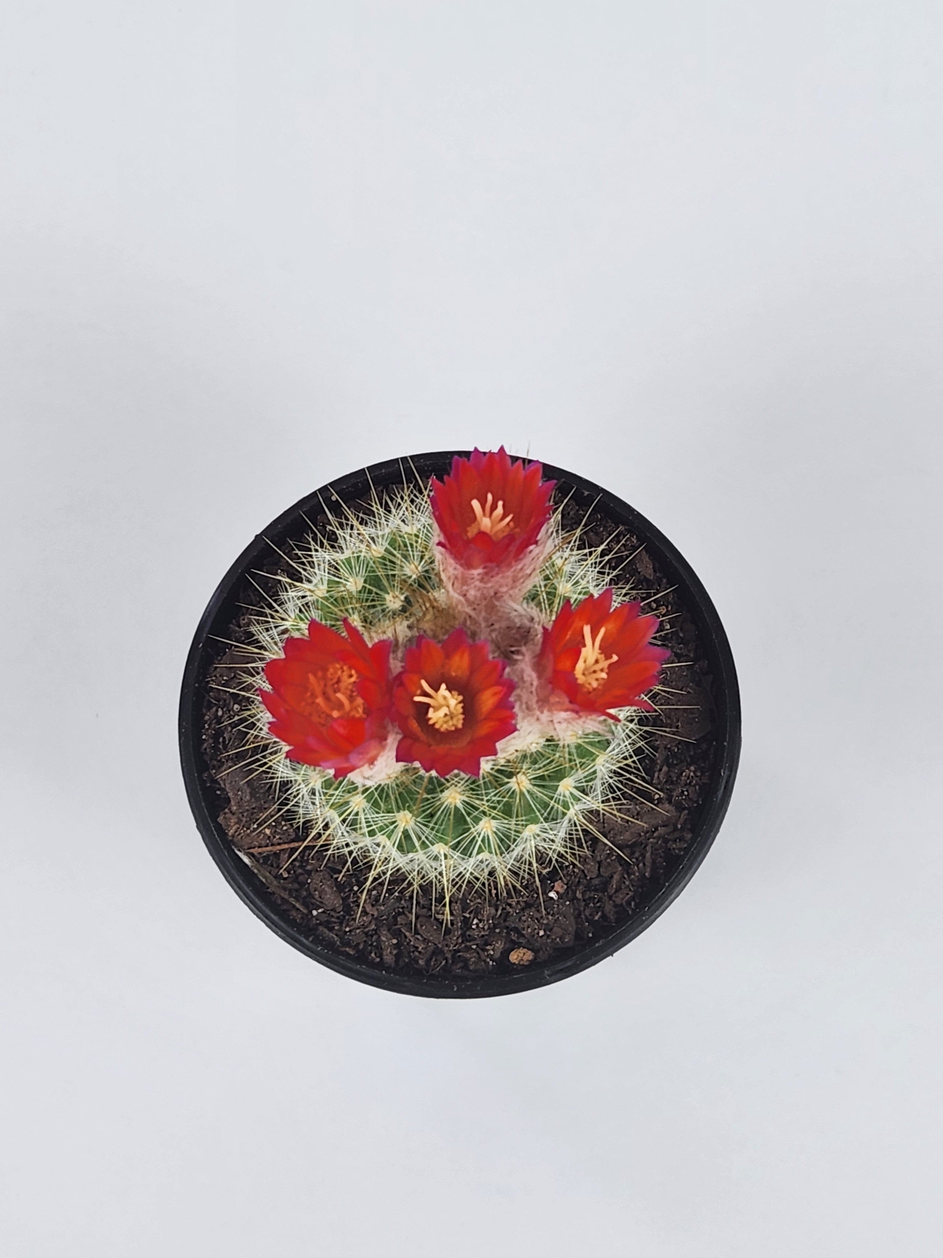 PARODIA PENICILLATA VAR. NIVOSA