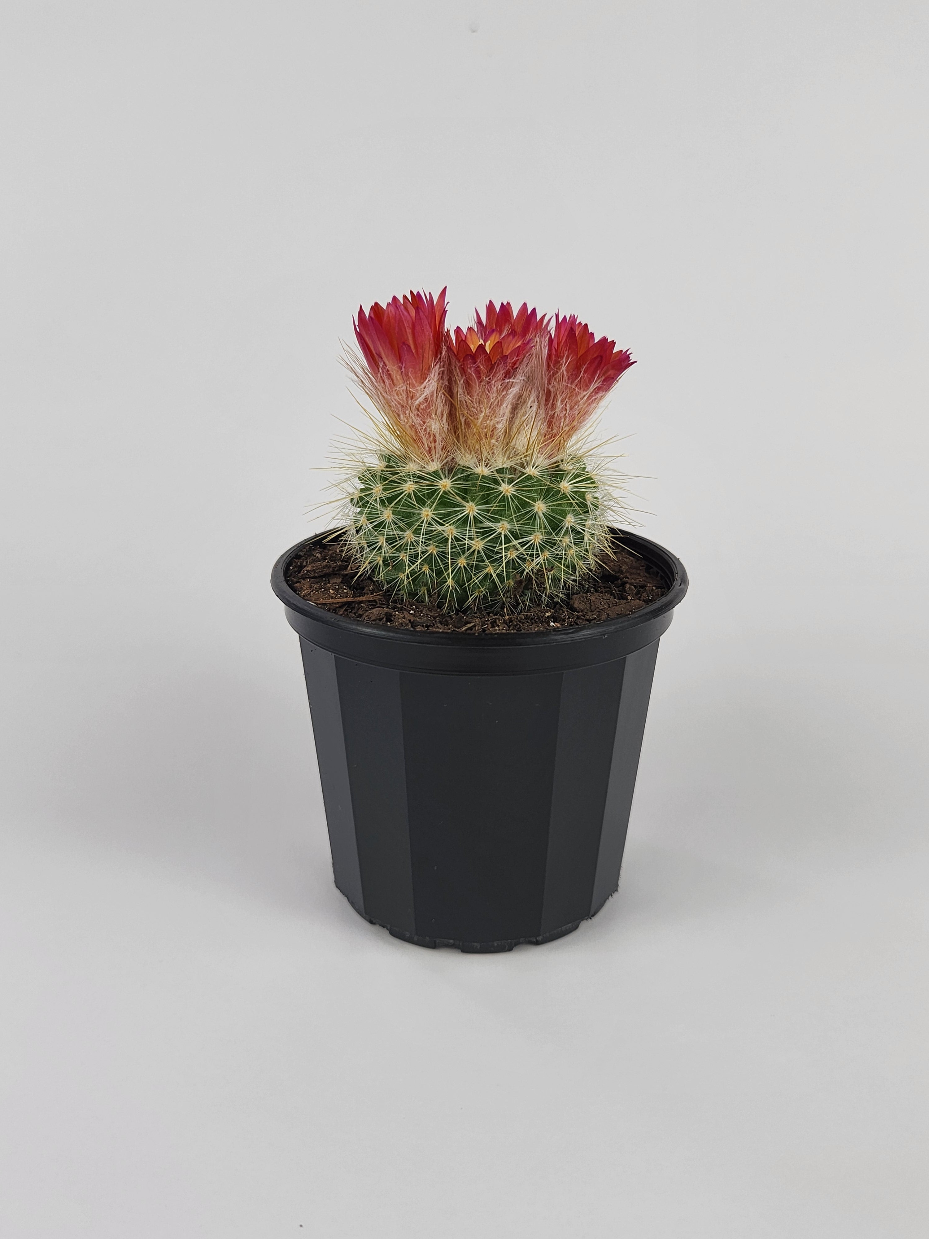 PARODIA PENICILLATA VAR. NIVOSA