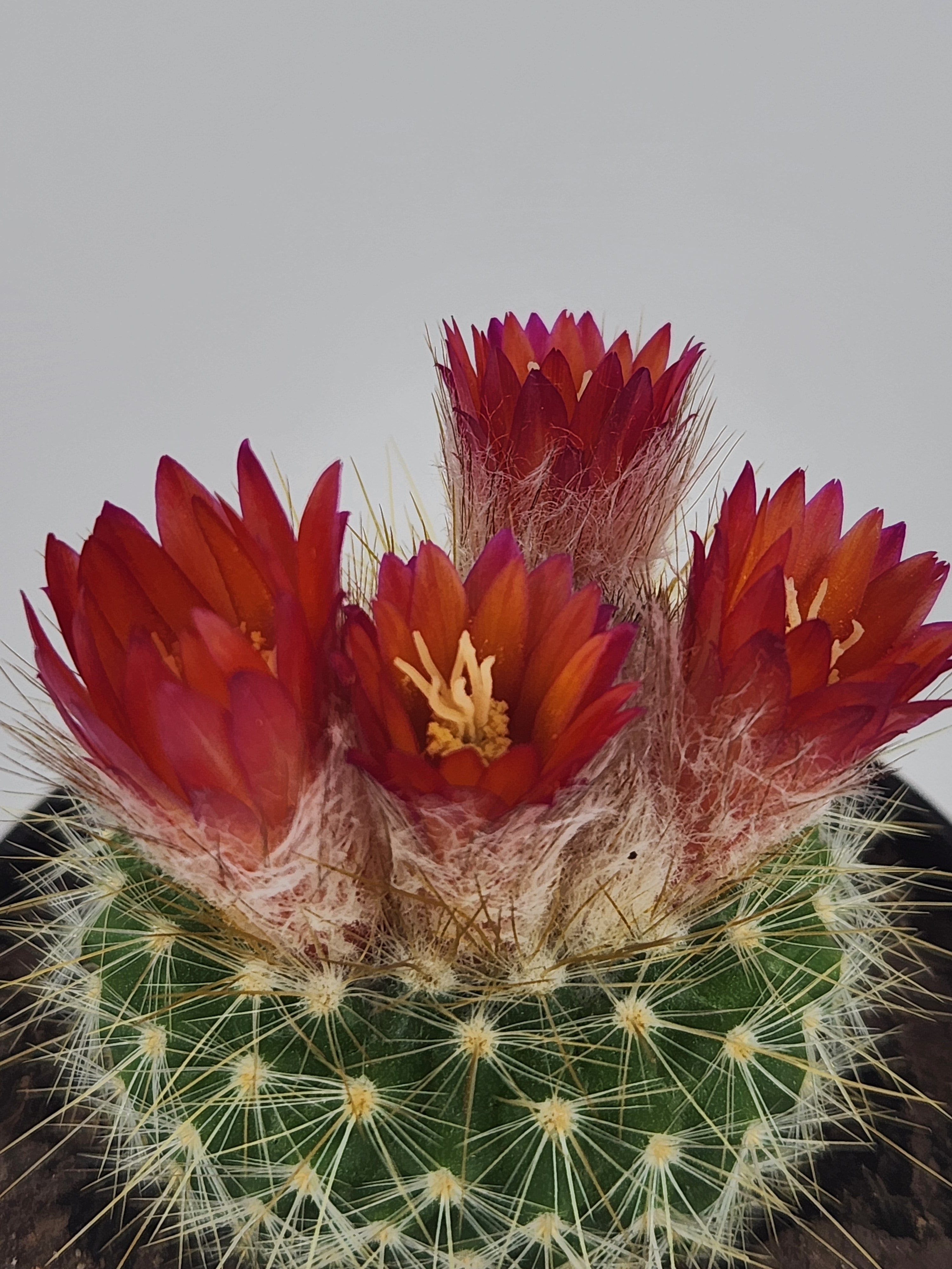 PARODIA PENICILLATA VAR. NIVOSA