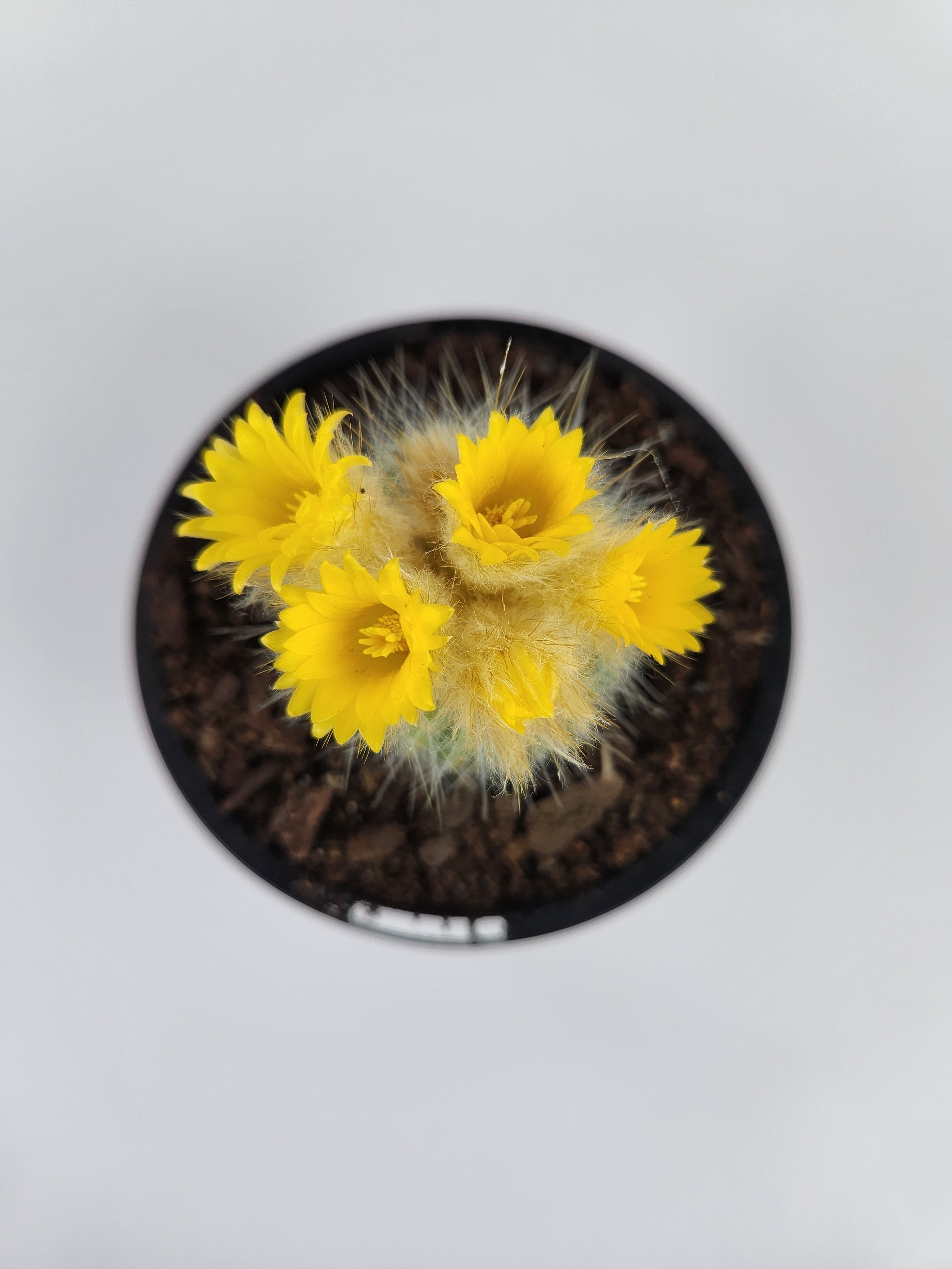 PARODIA CHRYSACANTHION