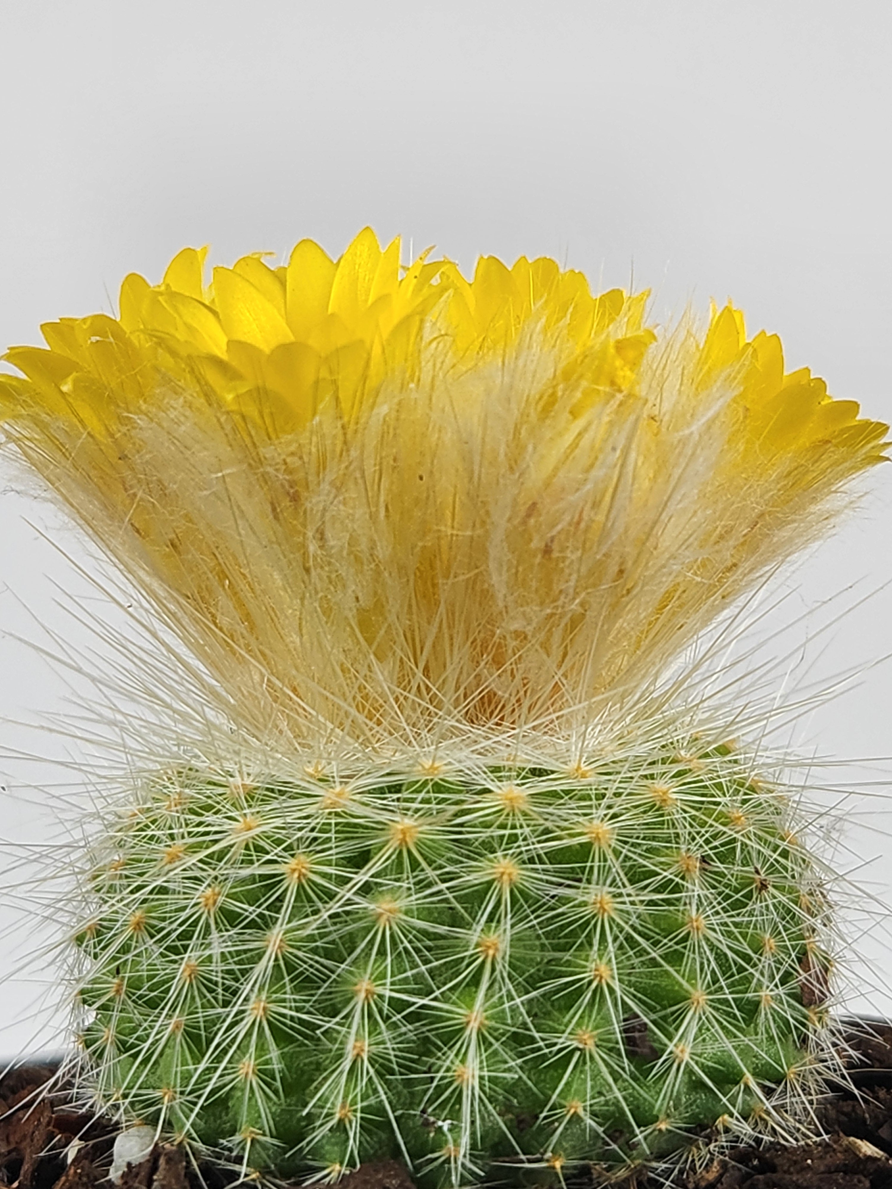 PARODIA CHRYSACANTHION
