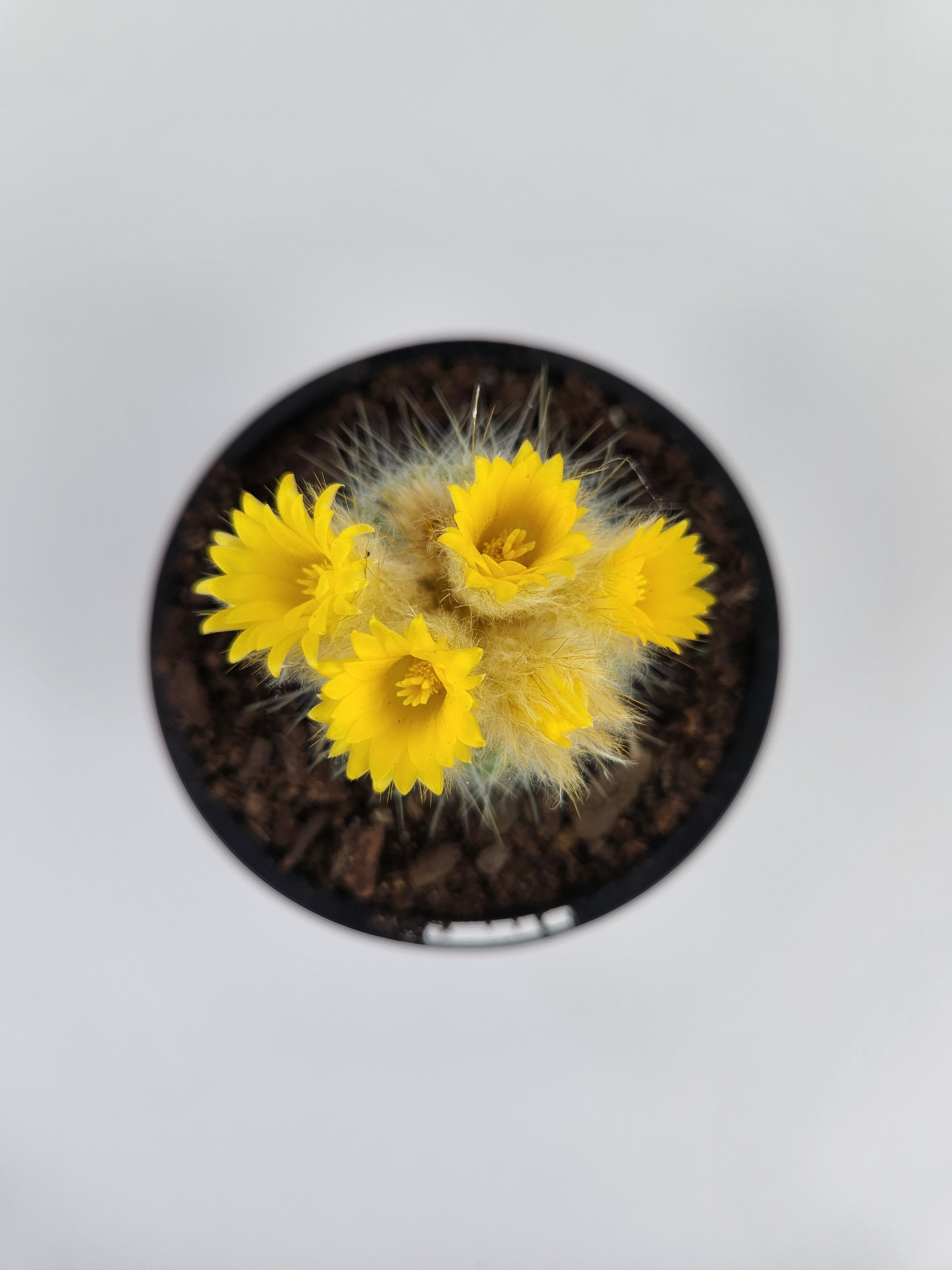 PARODIA CHRYSACANTHION