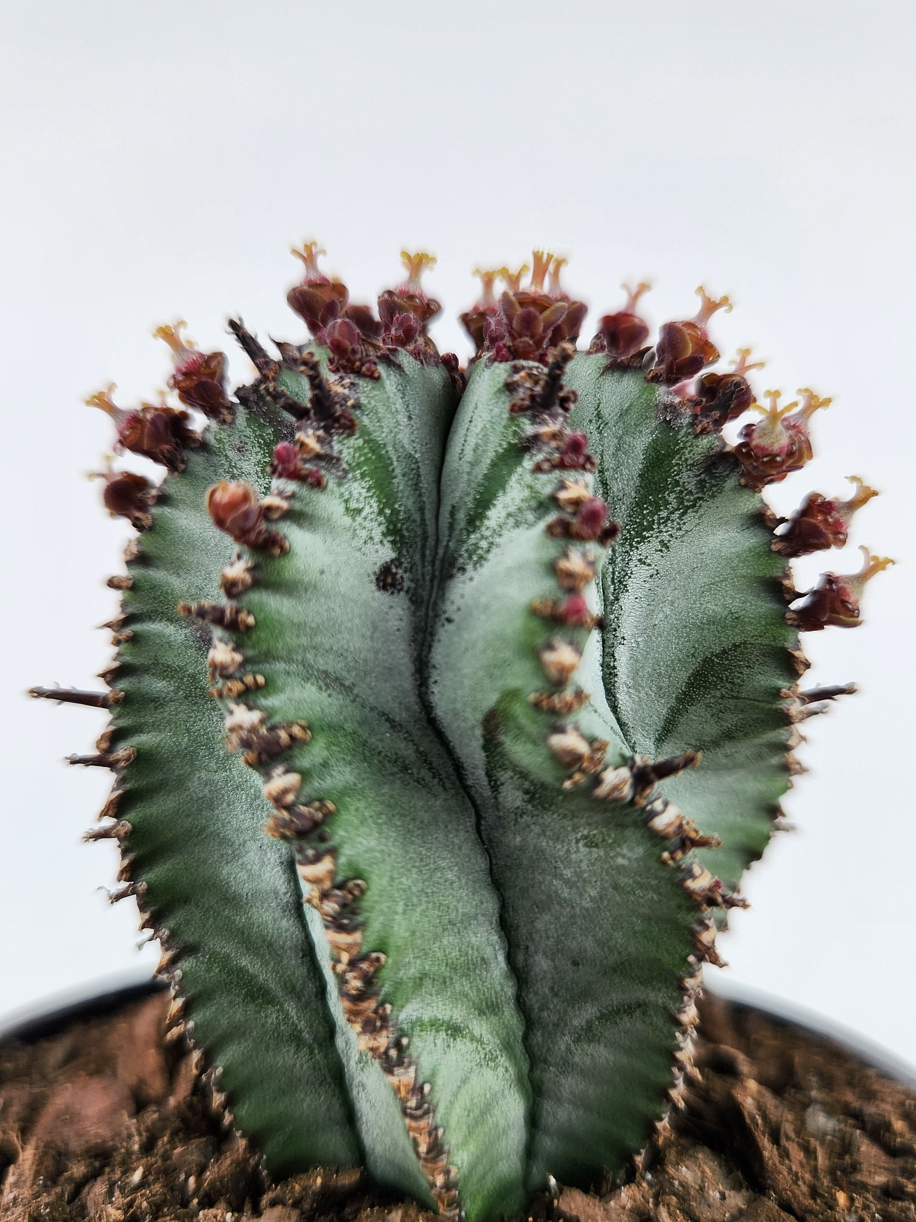 EUPHORBIA POLYGONA "SNOWFLAKE"