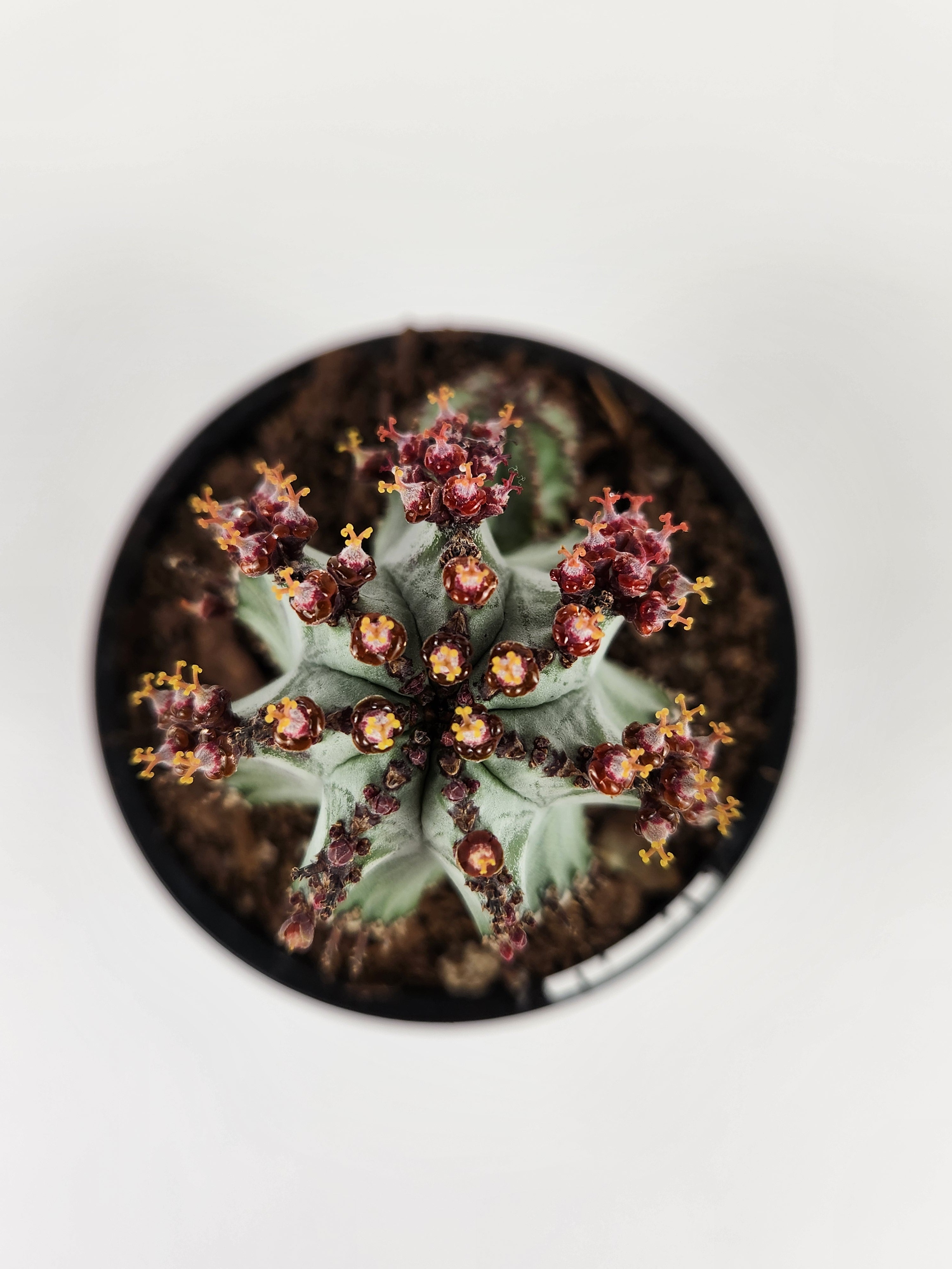 EUPHORBIA POLYGONA "SNOWFLAKE"