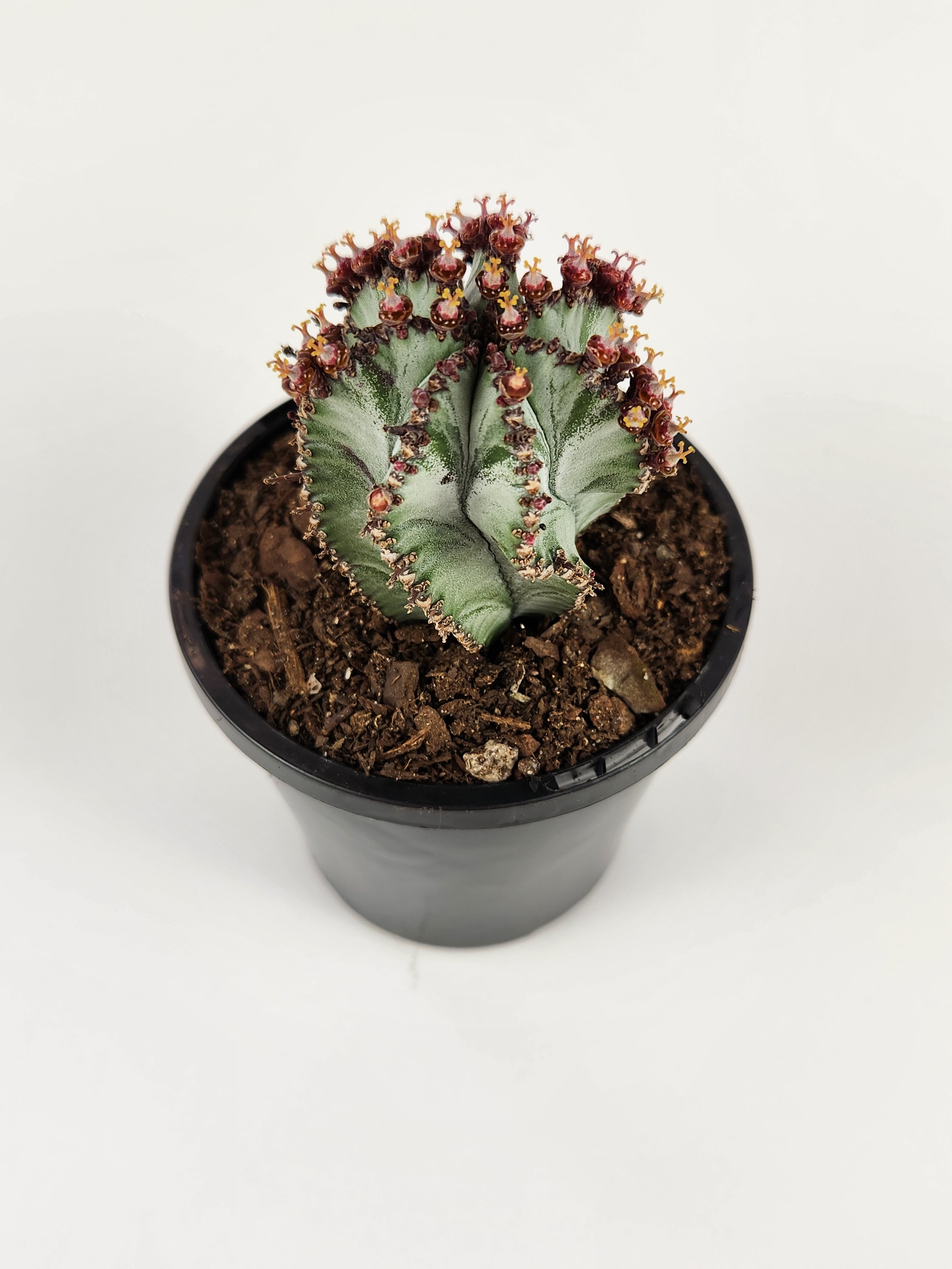 EUPHORBIA POLYGONA "SNOWFLAKE"