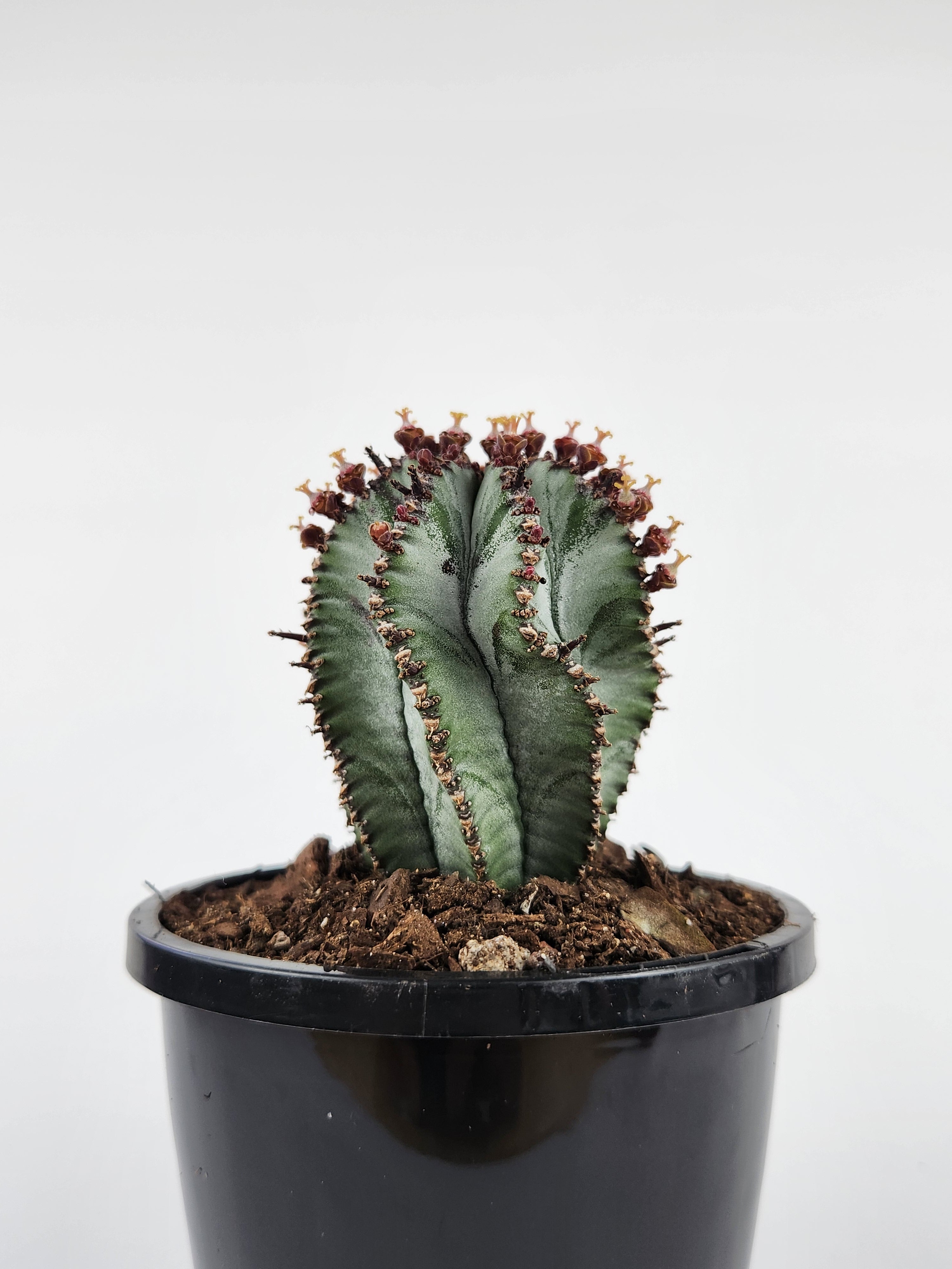 EUPHORBIA POLYGONA "SNOWFLAKE"