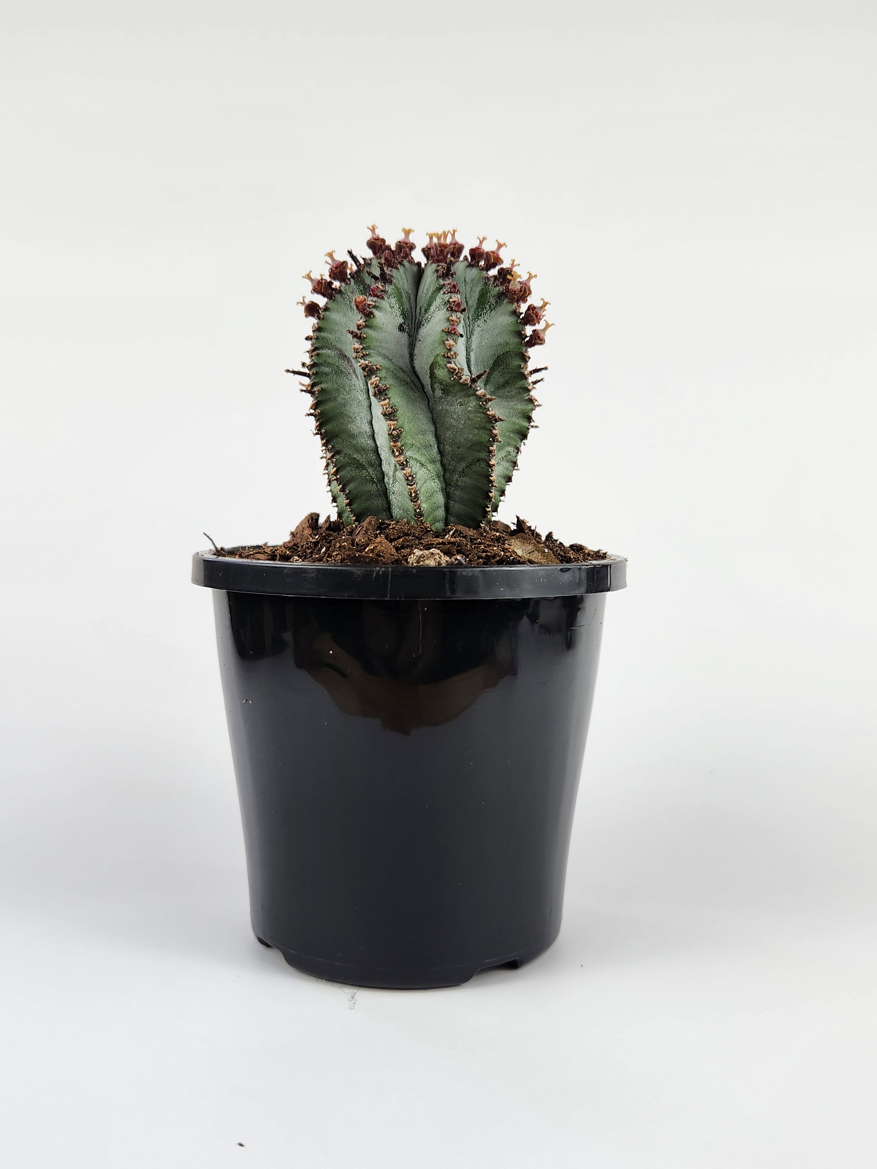 EUPHORBIA POLYGONA "SNOWFLAKE"