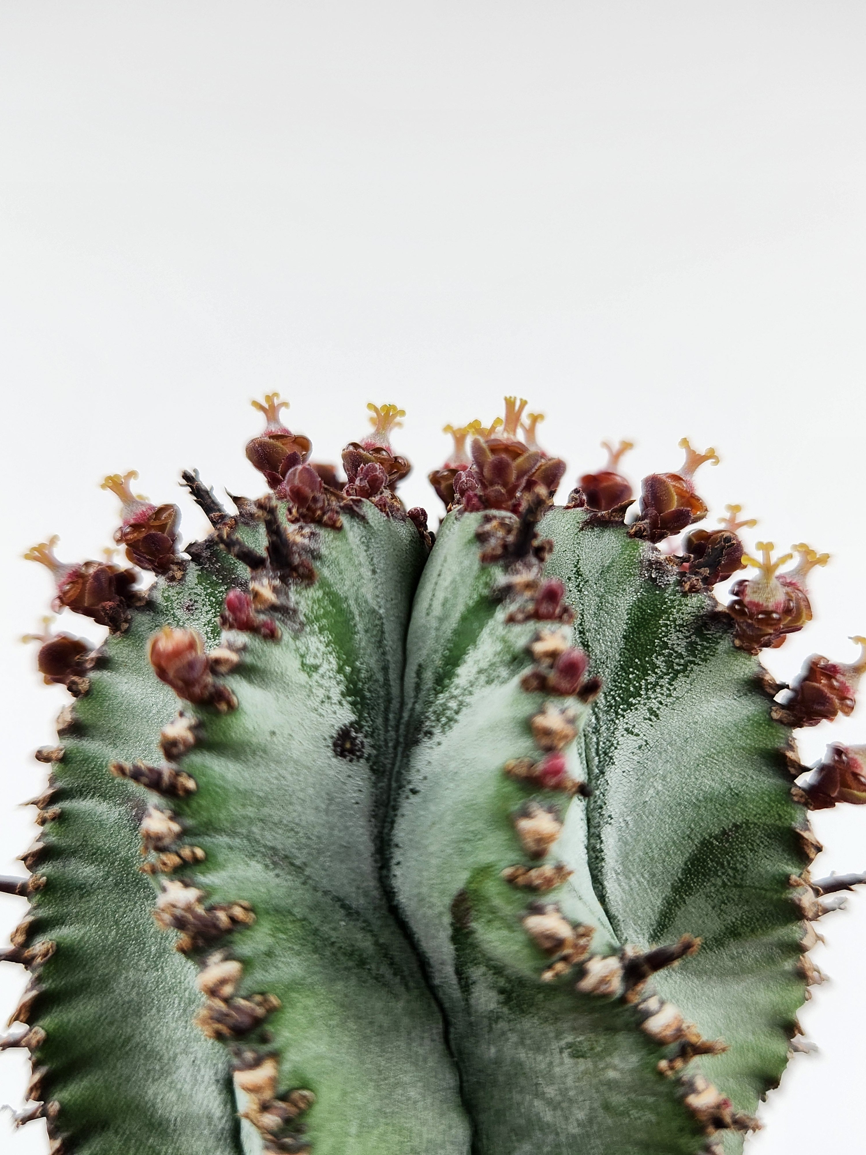 EUPHORBIA POLYGONA "SNOWFLAKE"
