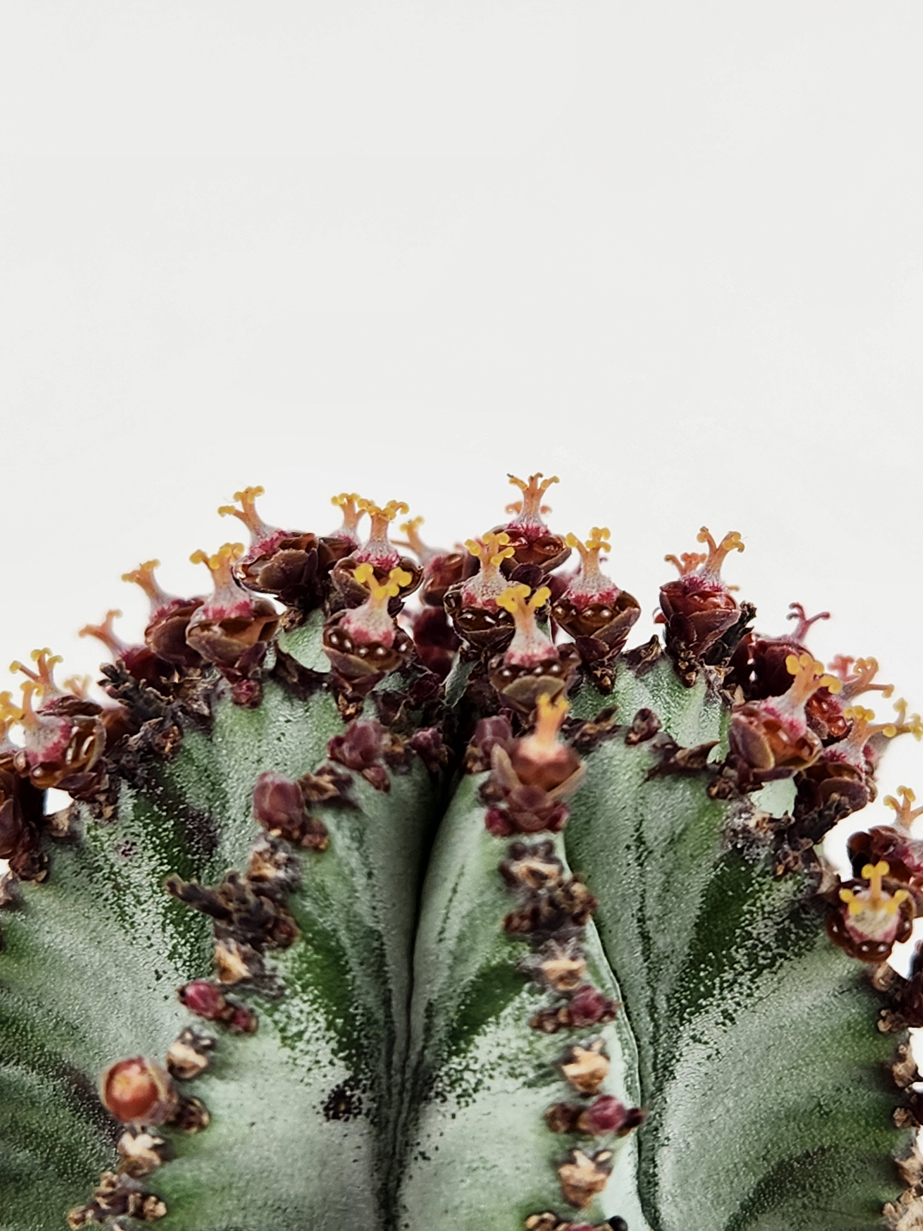EUPHORBIA POLYGONA "SNOWFLAKE"