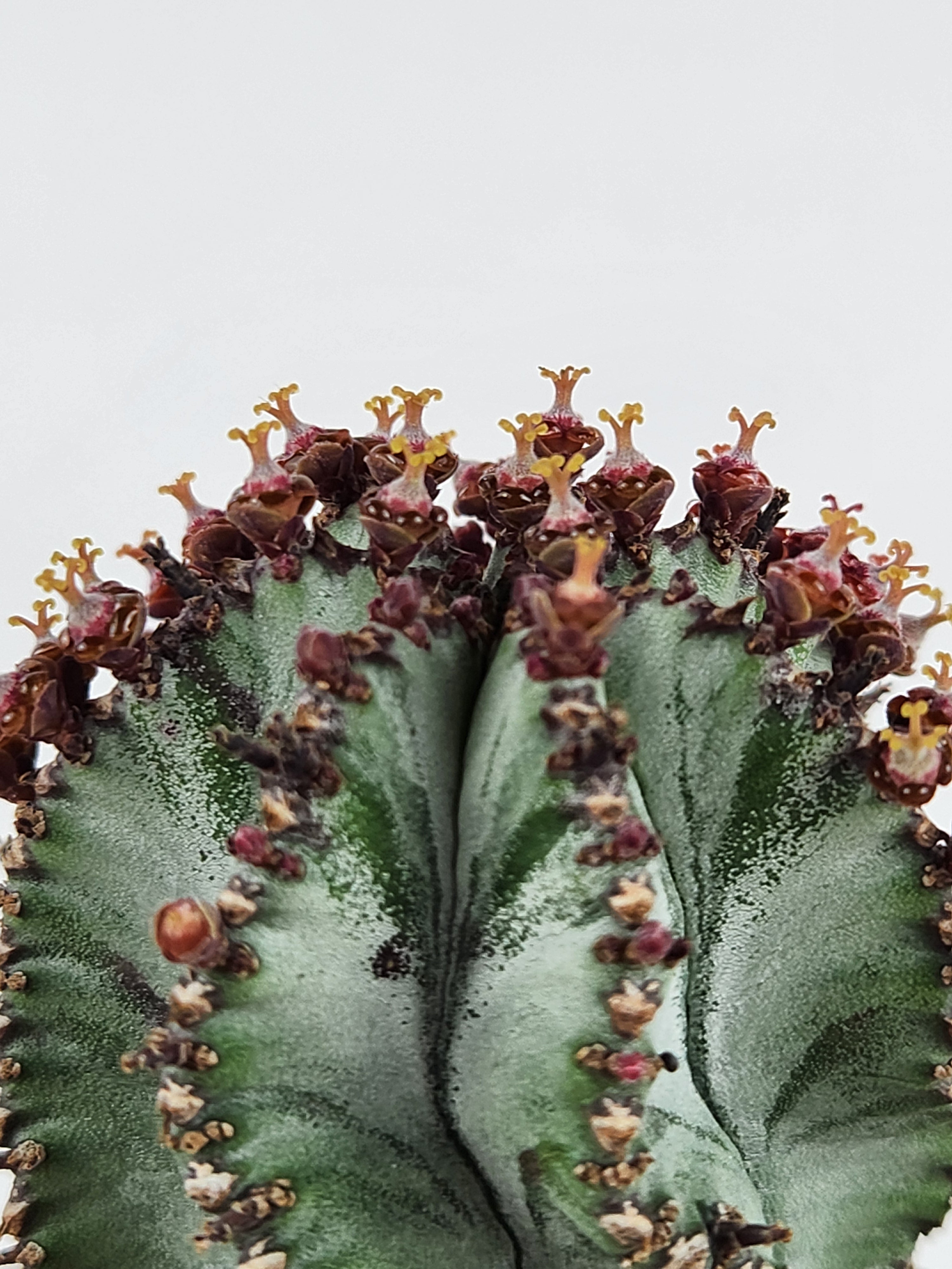 EUPHORBIA POLYGONA "SNOWFLAKE"
