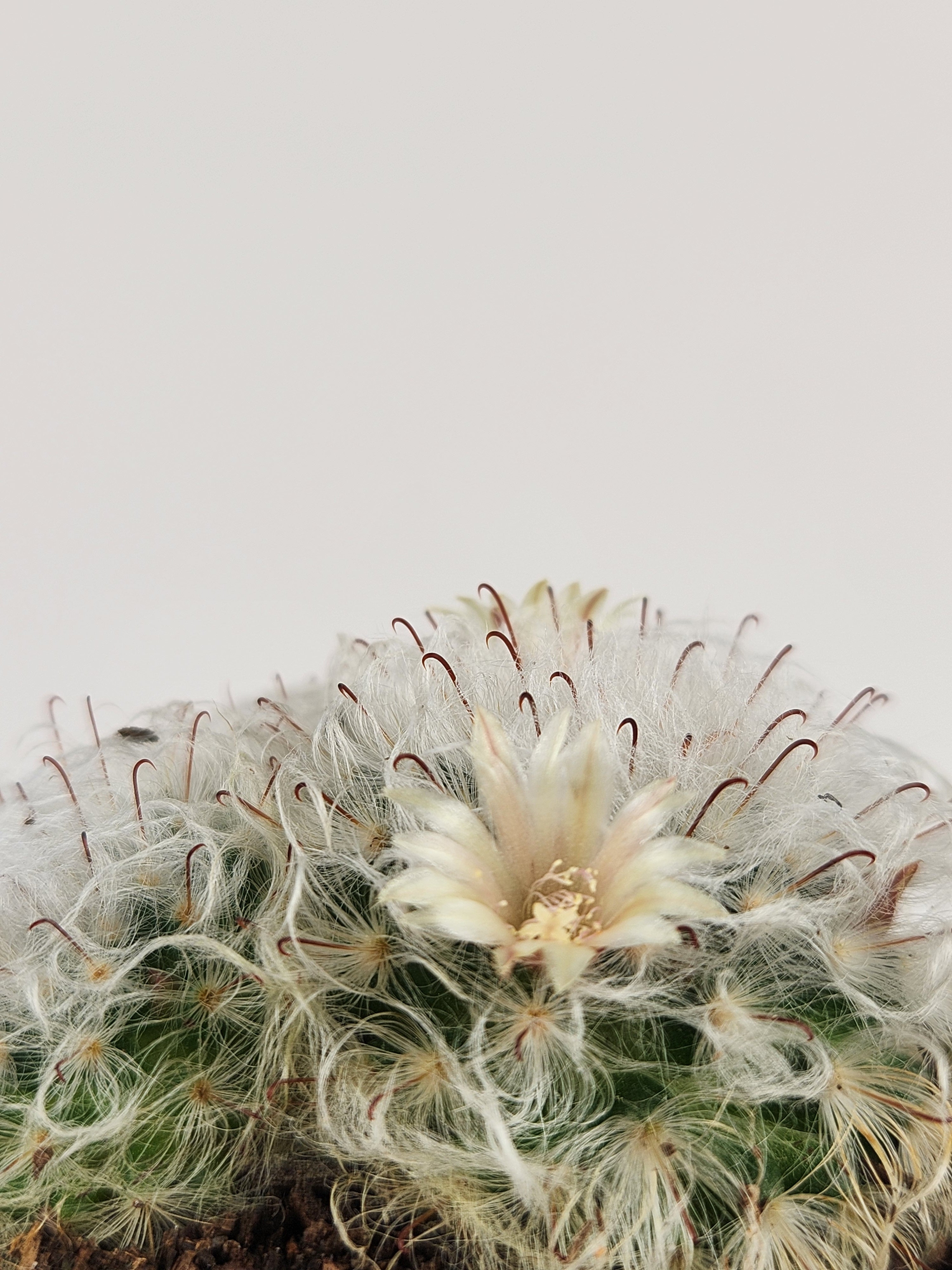 MAMMILLARIA BOCASANA CV. MILTILANATA