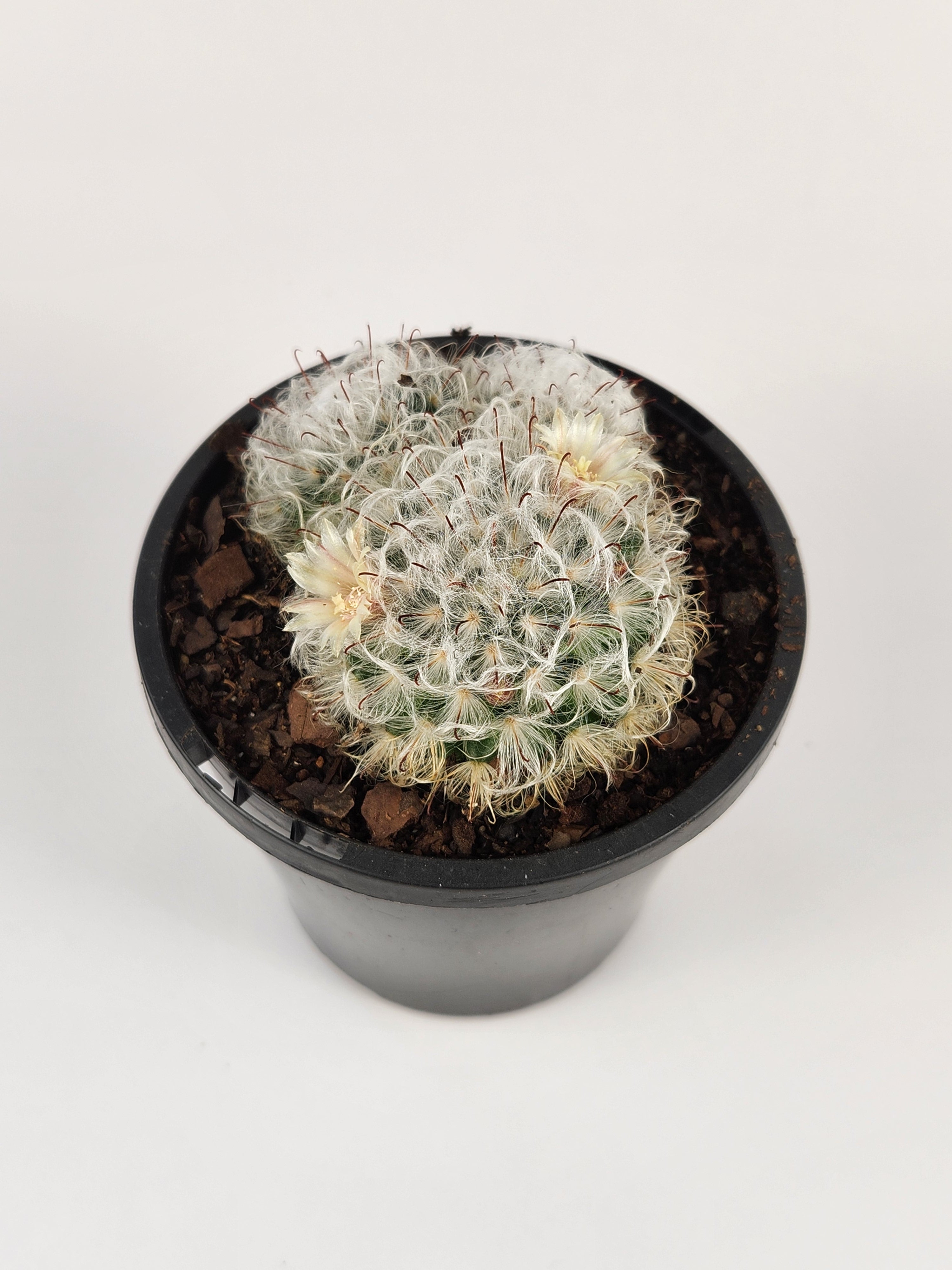 MAMMILLARIA BOCASANA CV. MILTILANATA