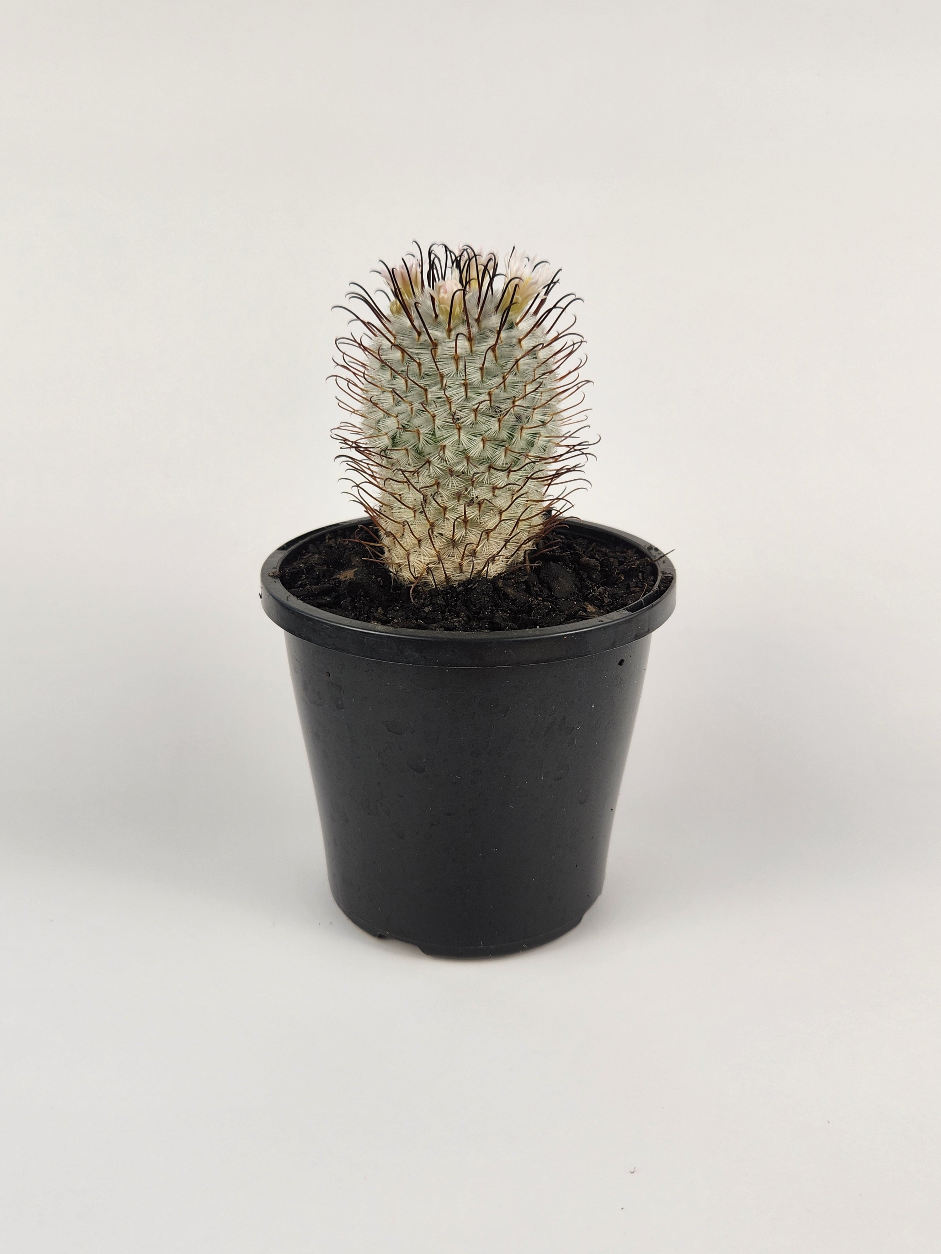 MAMMILLARIA PEREZDELAROSAE