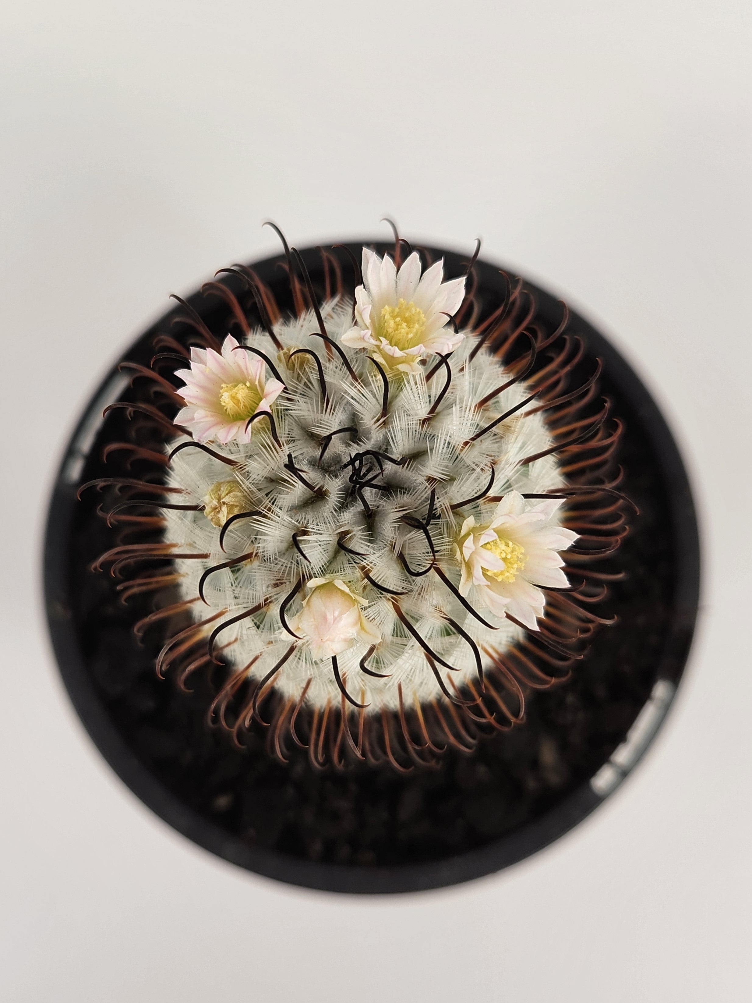MAMMILLARIA PEREZDELAROSAE