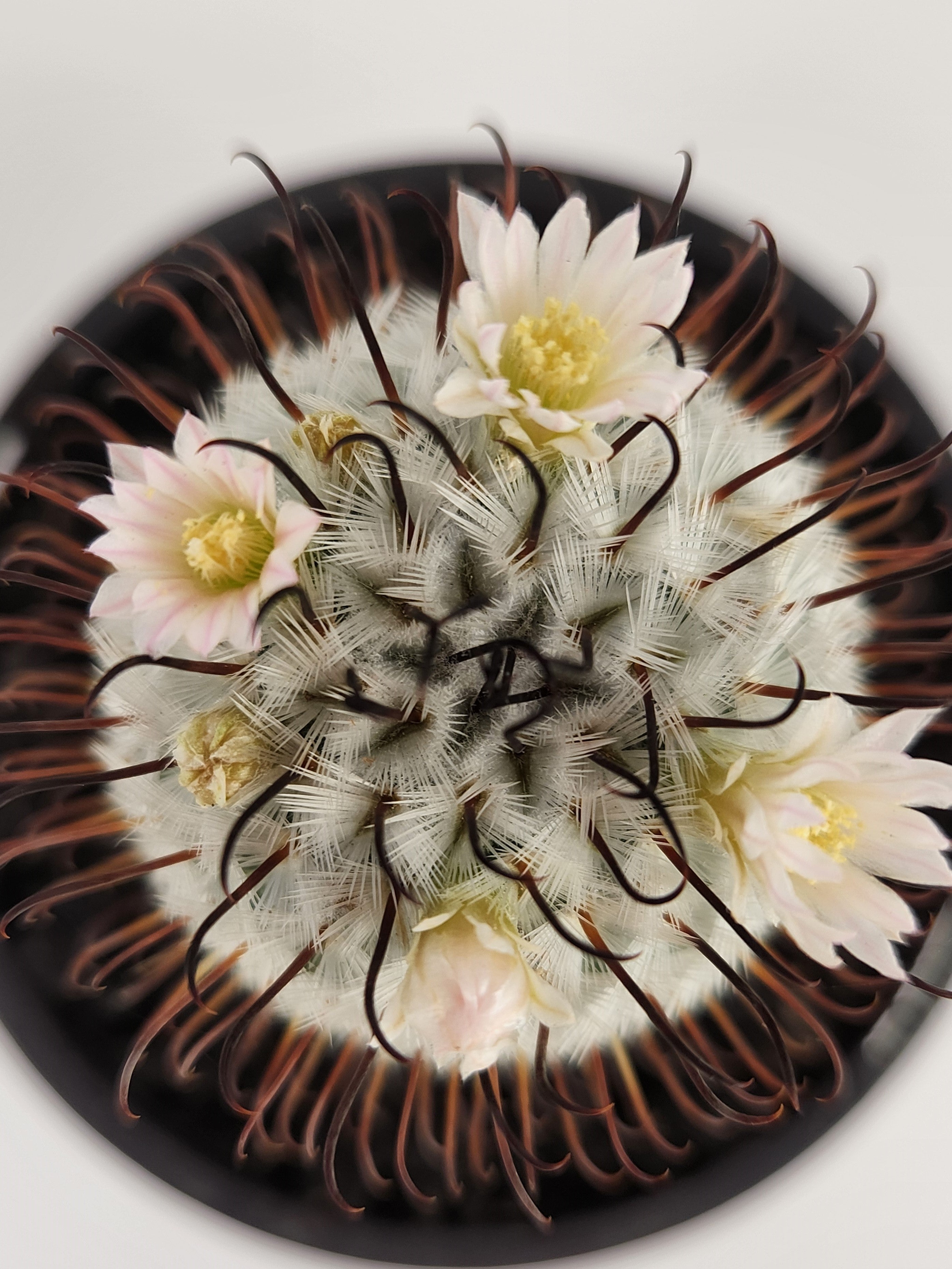 MAMMILLARIA PEREZDELAROSAE