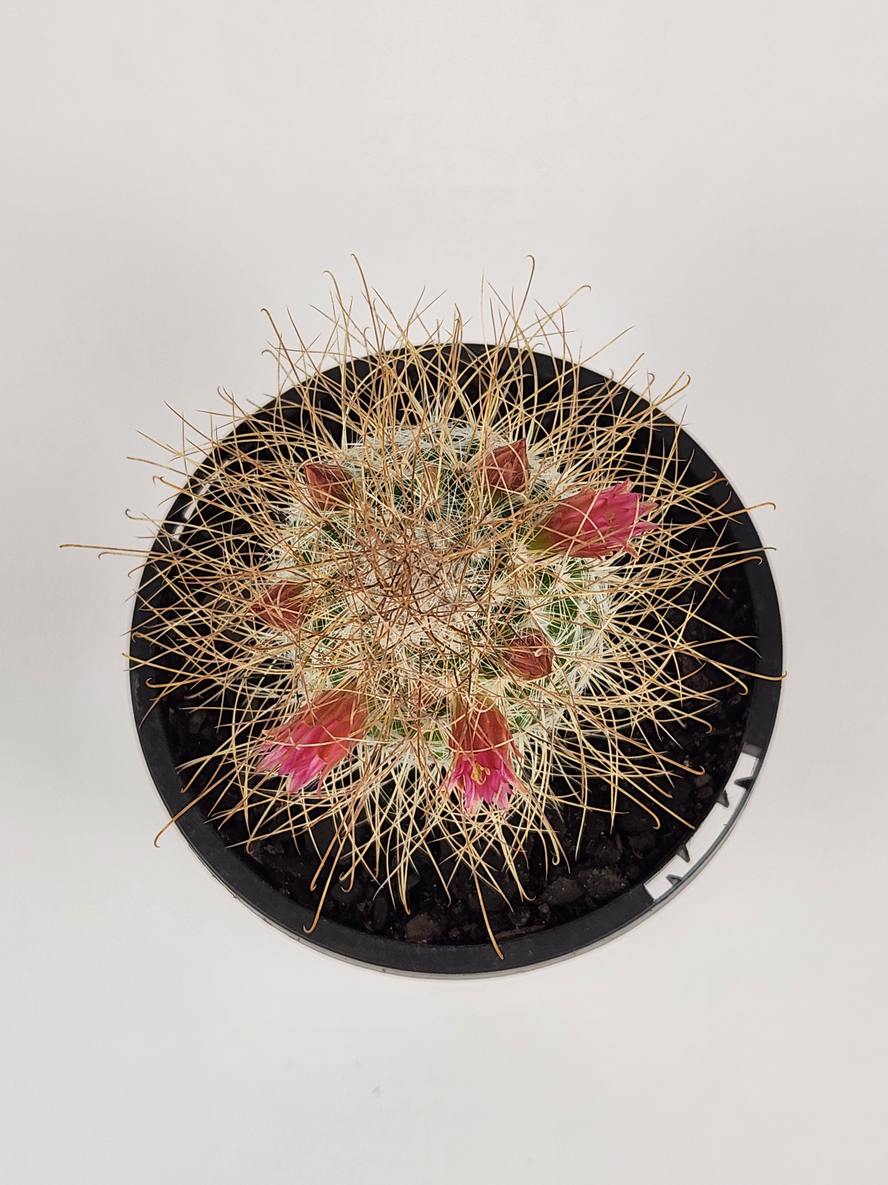MAMMILLARIA LEPTACANTHA SSP. REKOI