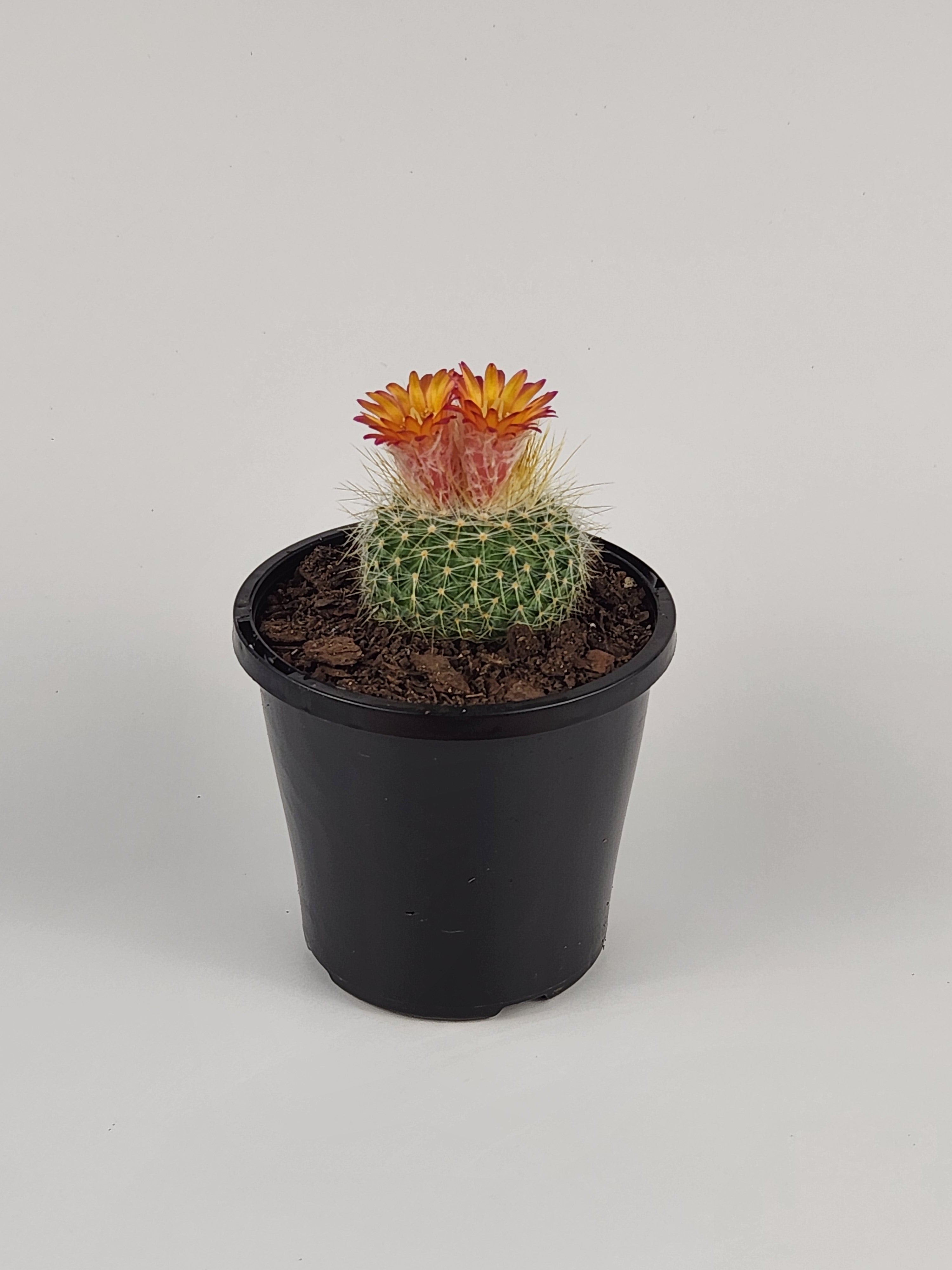 PARODIA CHRYSACANTHION "RUBRIFLORA"