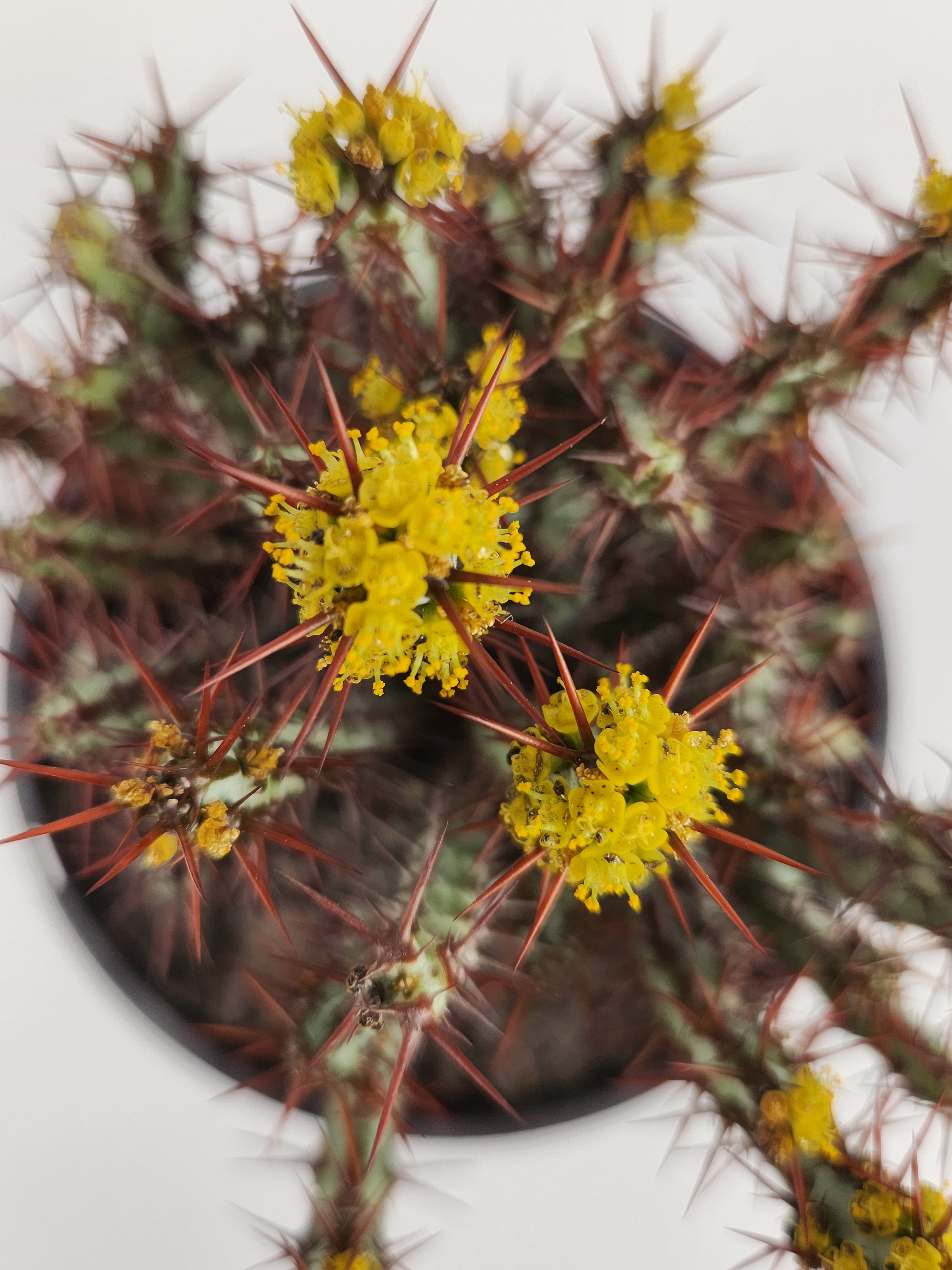 EUPHORBIA AERUGINOSA