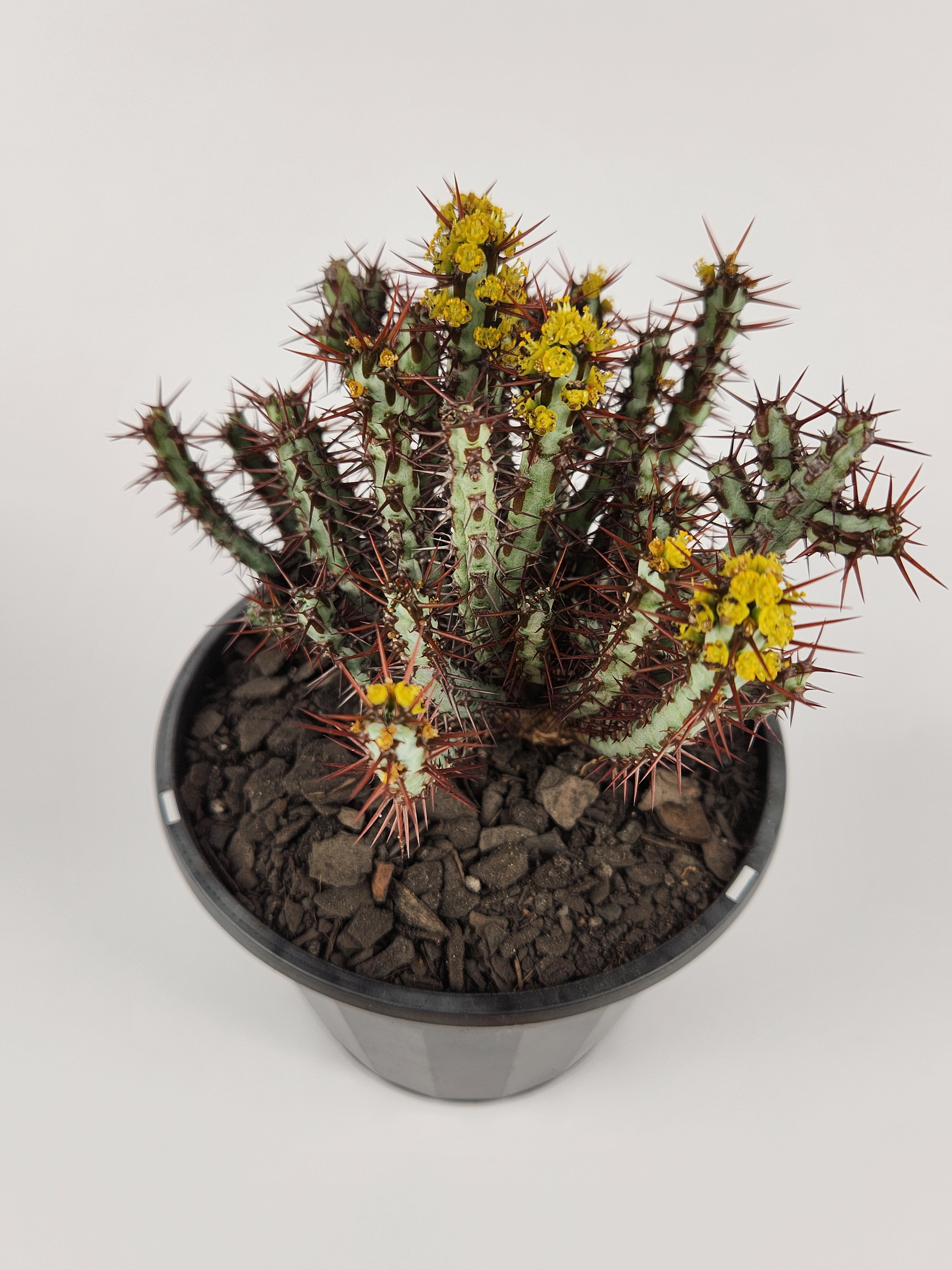 EUPHORBIA AERUGINOSA