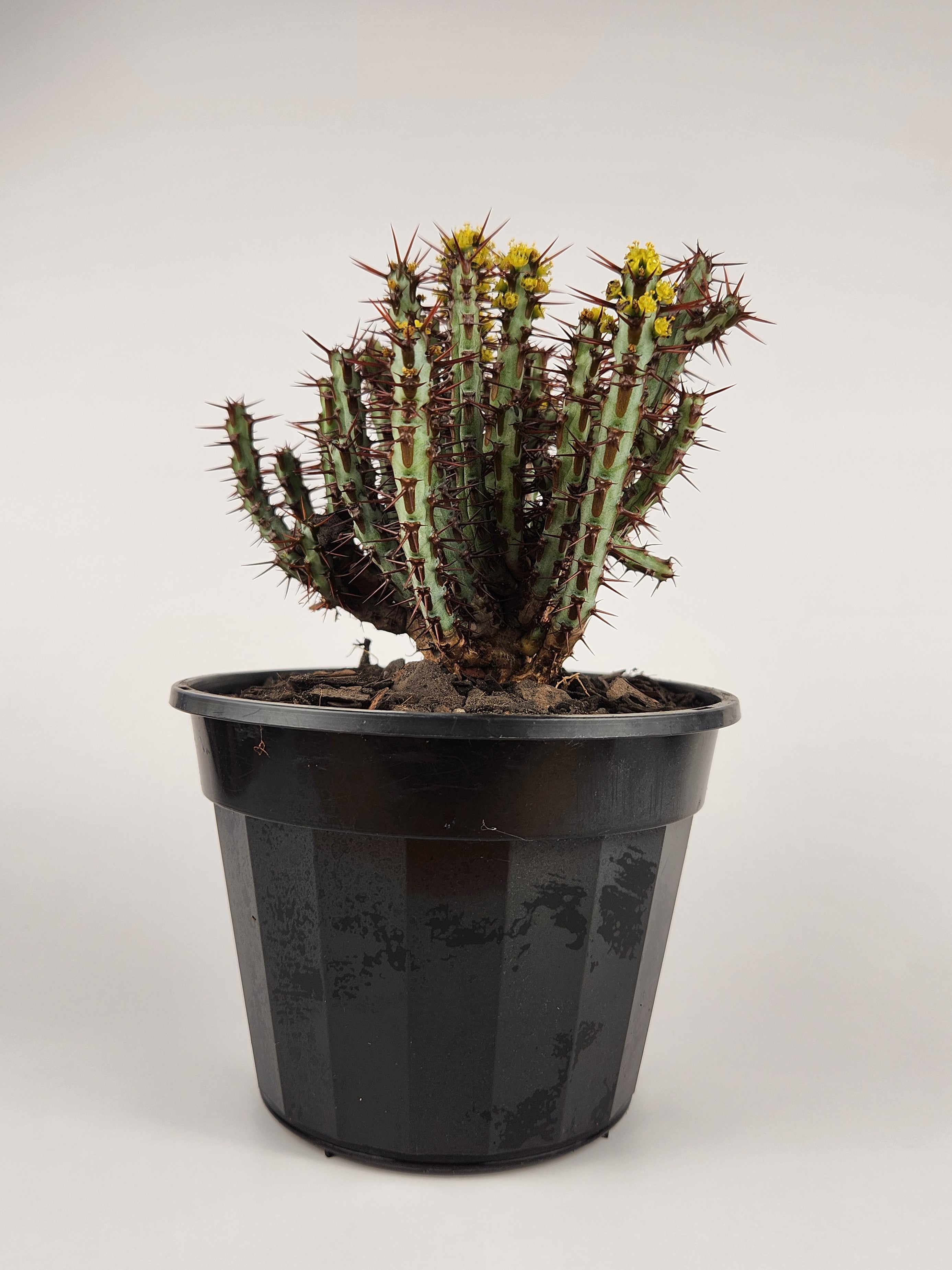 EUPHORBIA AERUGINOSA