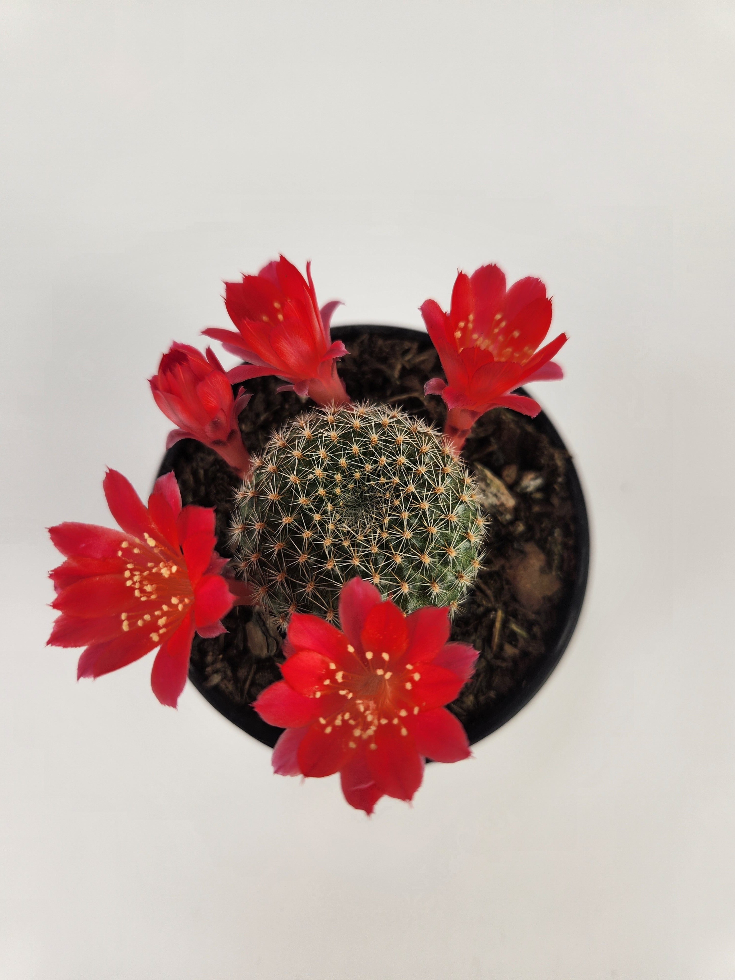 REBUTIA KRAINZIANA