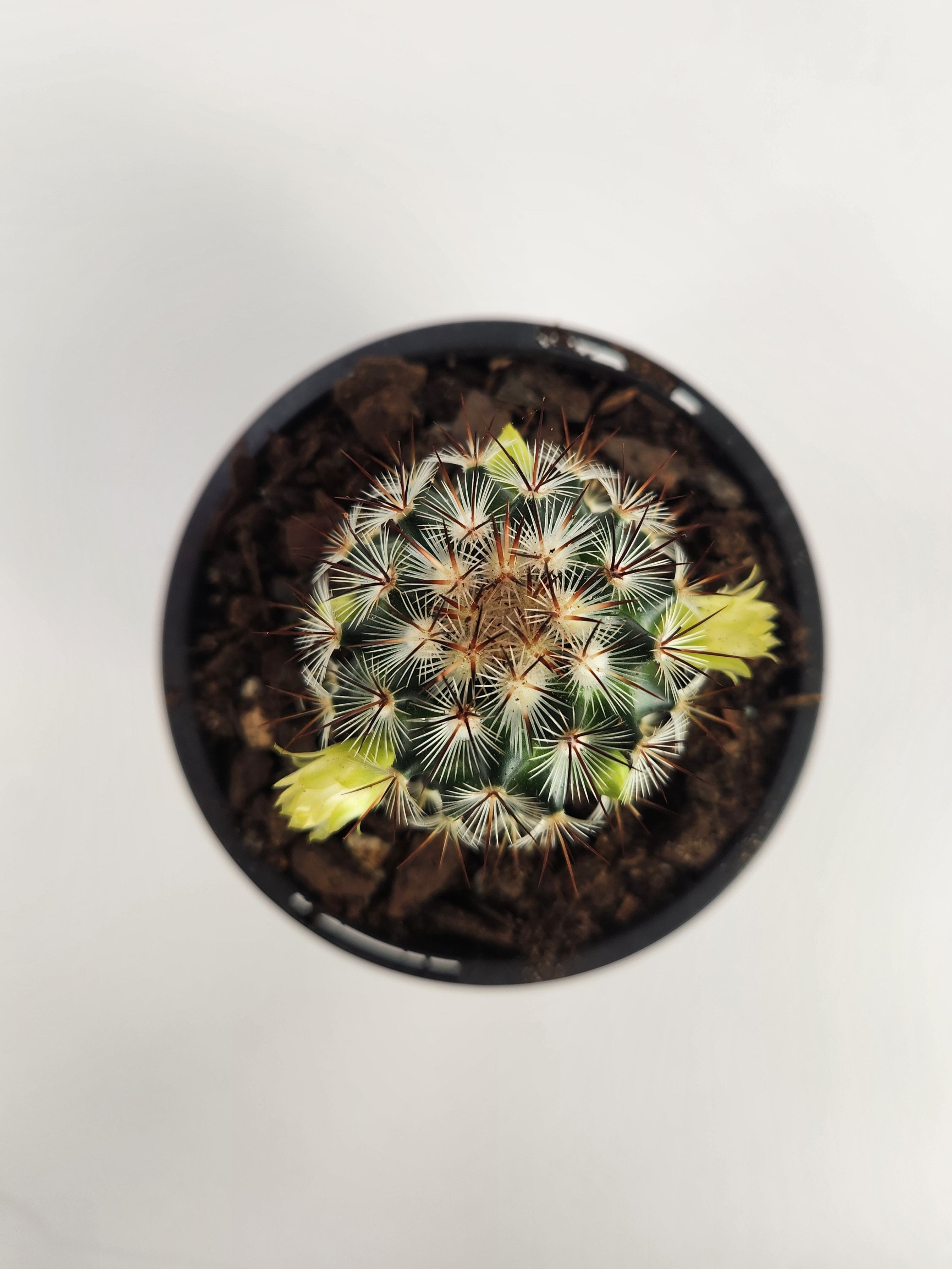 MAMMILLARIA MICROHELIA