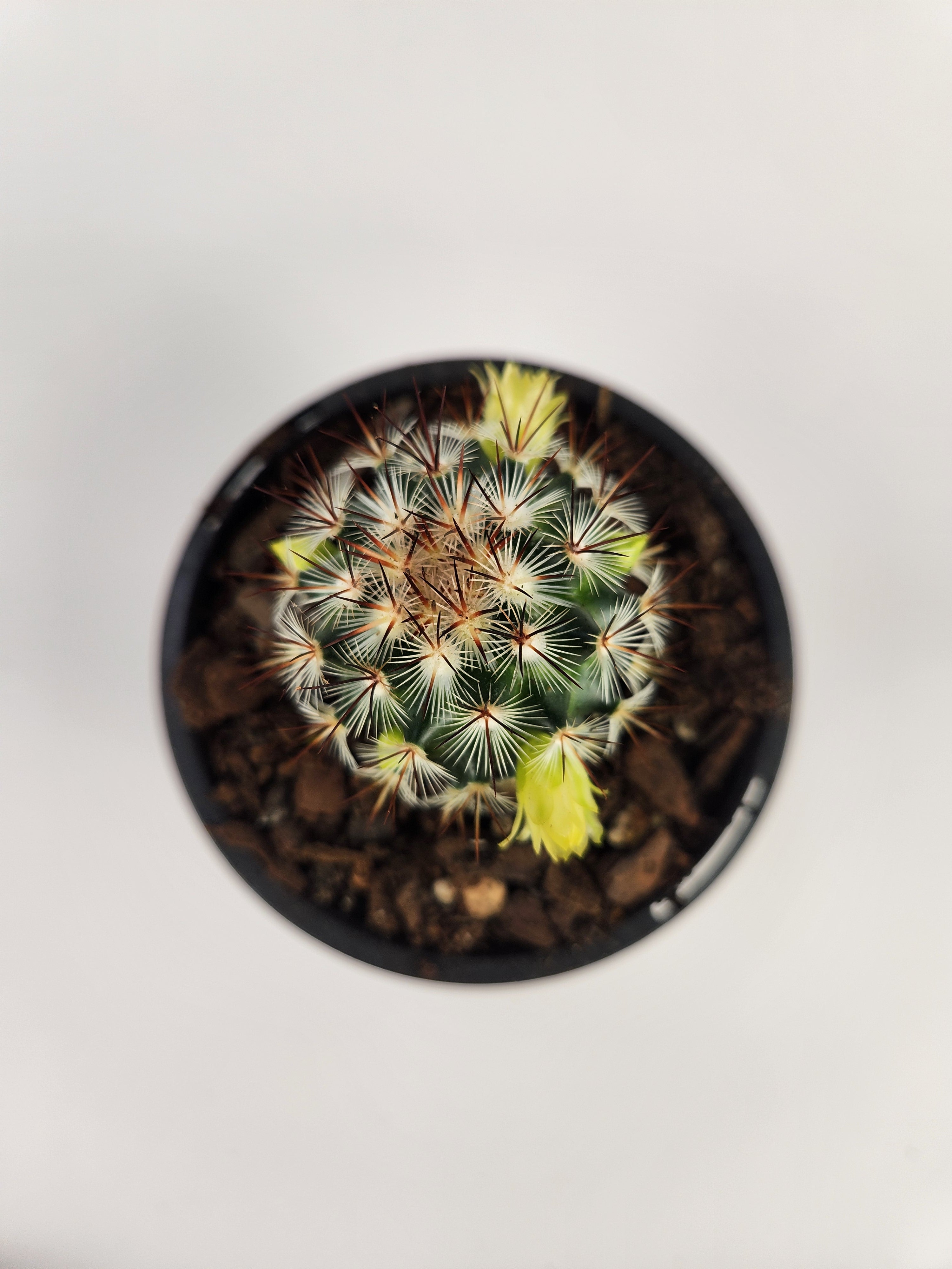 MAMMILLARIA MICROHELIA