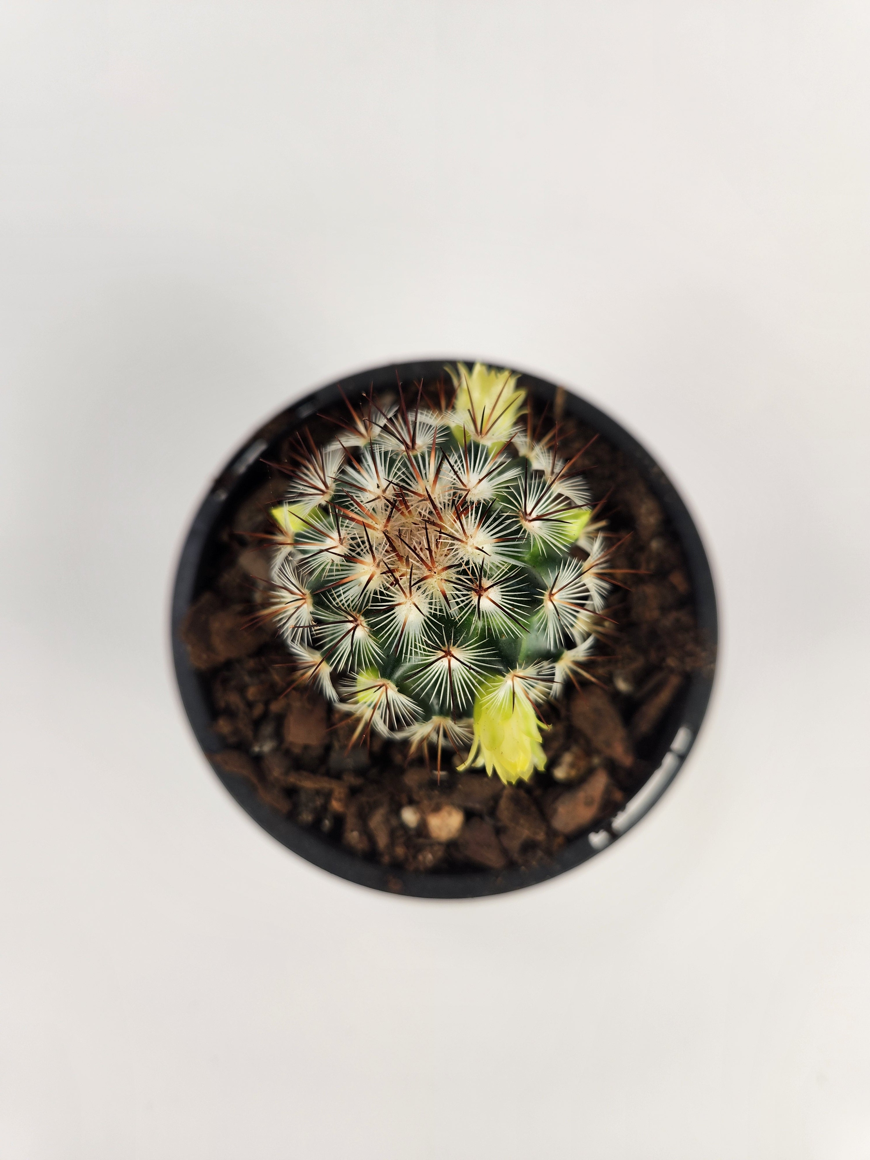 MAMMILLARIA MICROHELIA